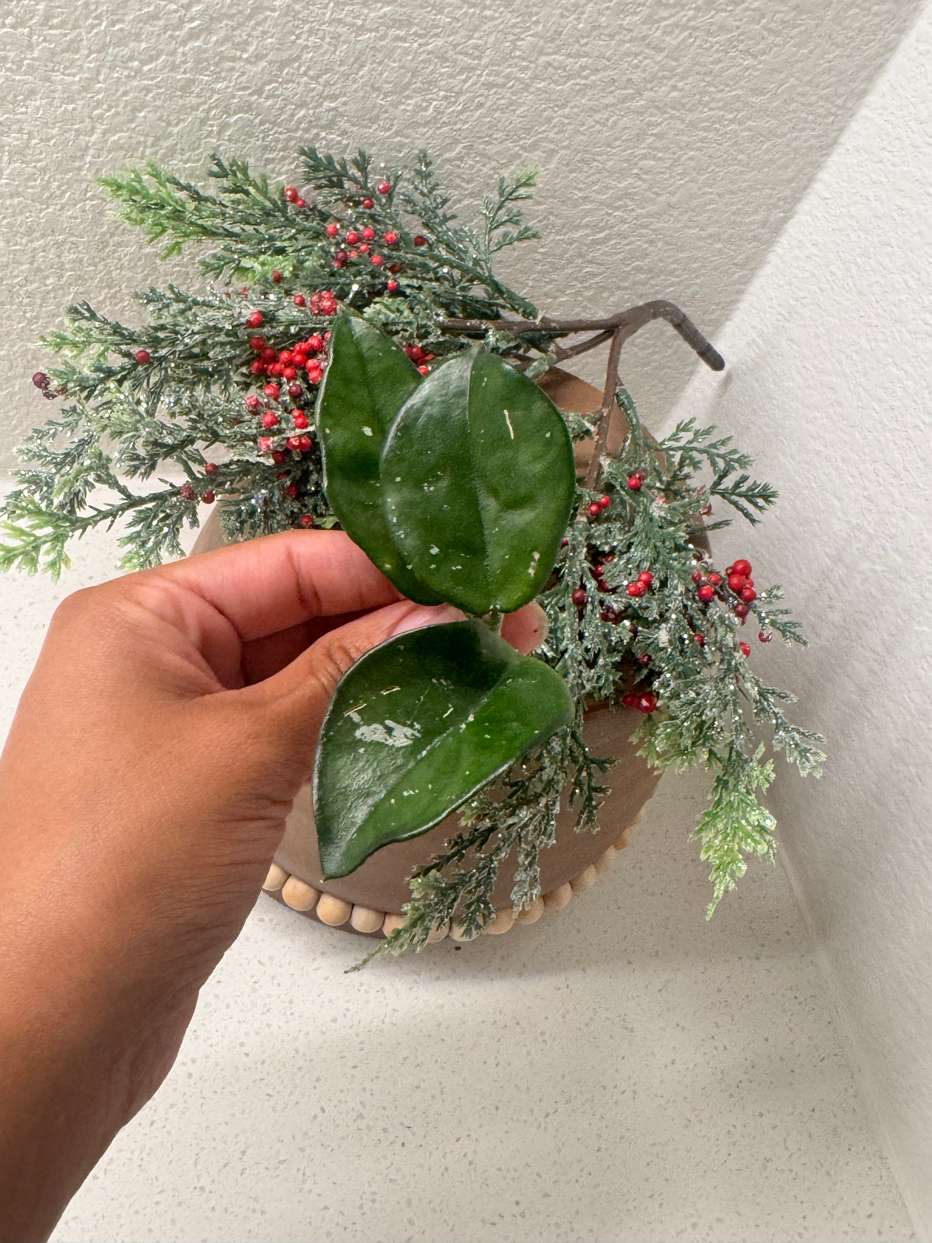 Holiday Gift-Ready Plants