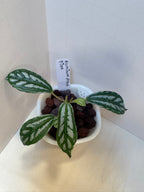 Pilea Cadierei 'Aluminum Plant' - 3" Self-Watering Pot