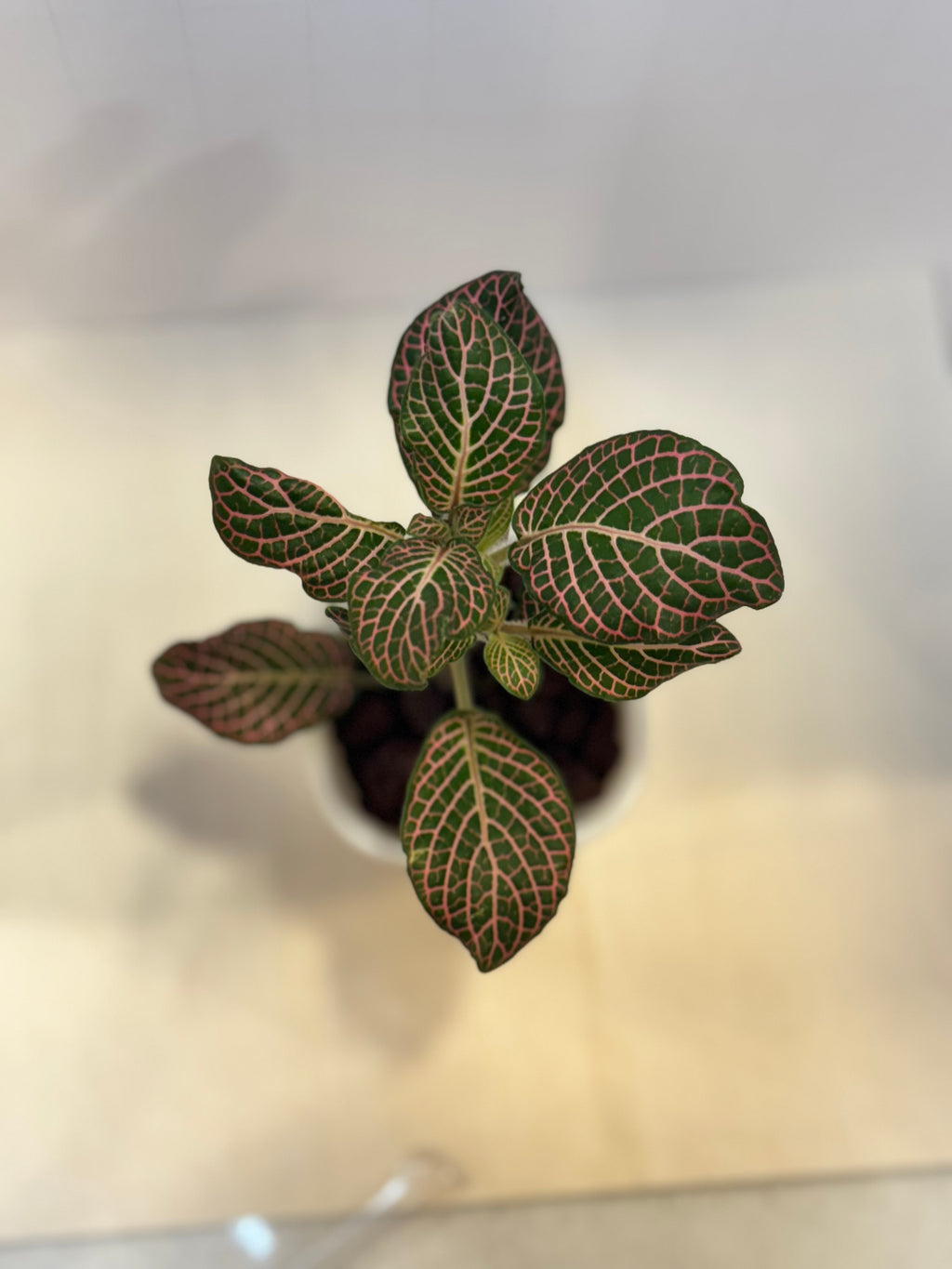 Fittonia 'Pink Nerve Plant' - 3" Self-Watering Pot