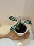 Pilea Cadierei 'Aluminum Plant' - 3" Self-Watering Pot