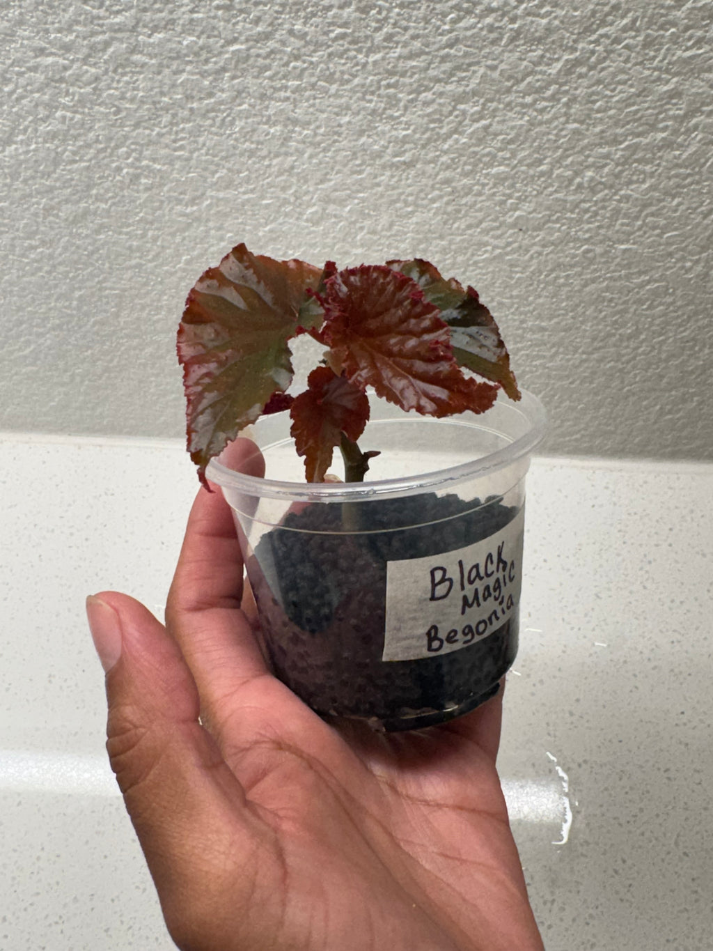 black magic begonia