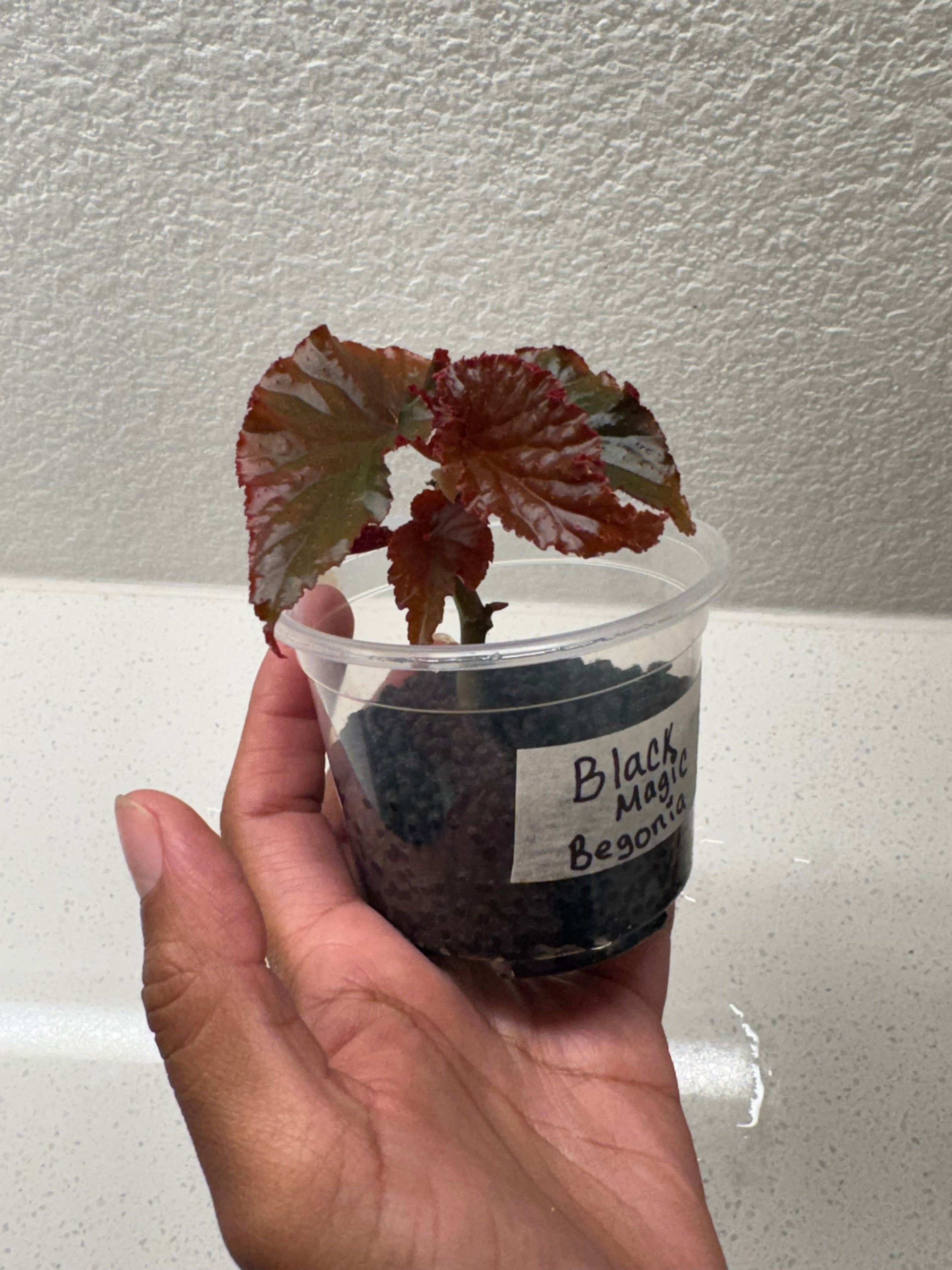 black magic begonia