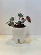 Strawberry Begonia (Saxifraga stolonifera) - 3" Self-Watering Pot