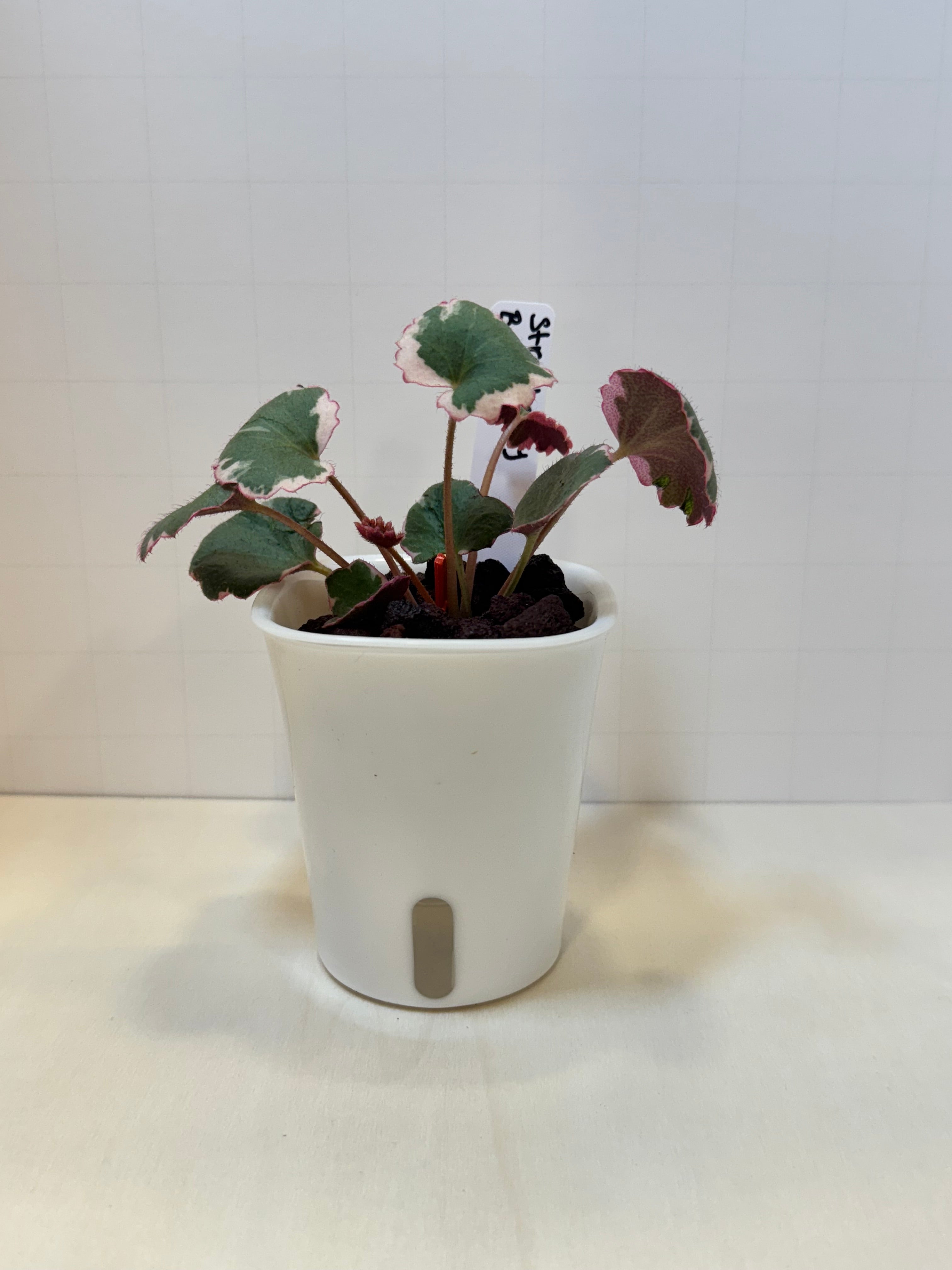 Strawberry Begonia (Saxifraga stolonifera) - 3" Self-Watering Pot
