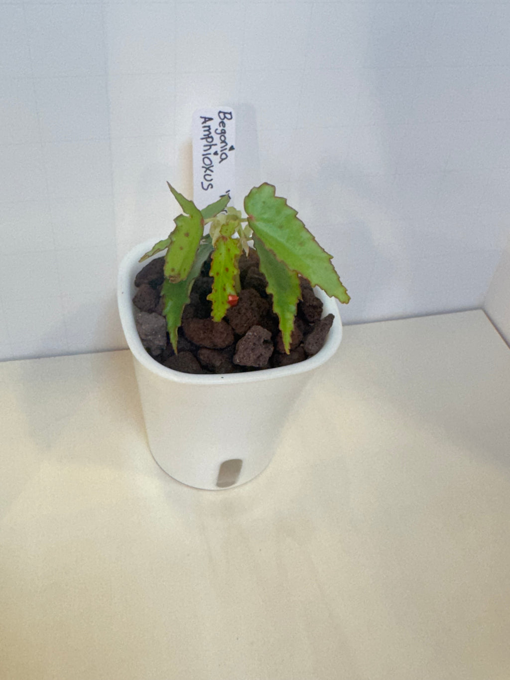 Begonia Amphioxus - 3" Self-Watering Pot
