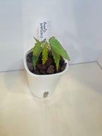Begonia Amphioxus - 3" Self-Watering Pot