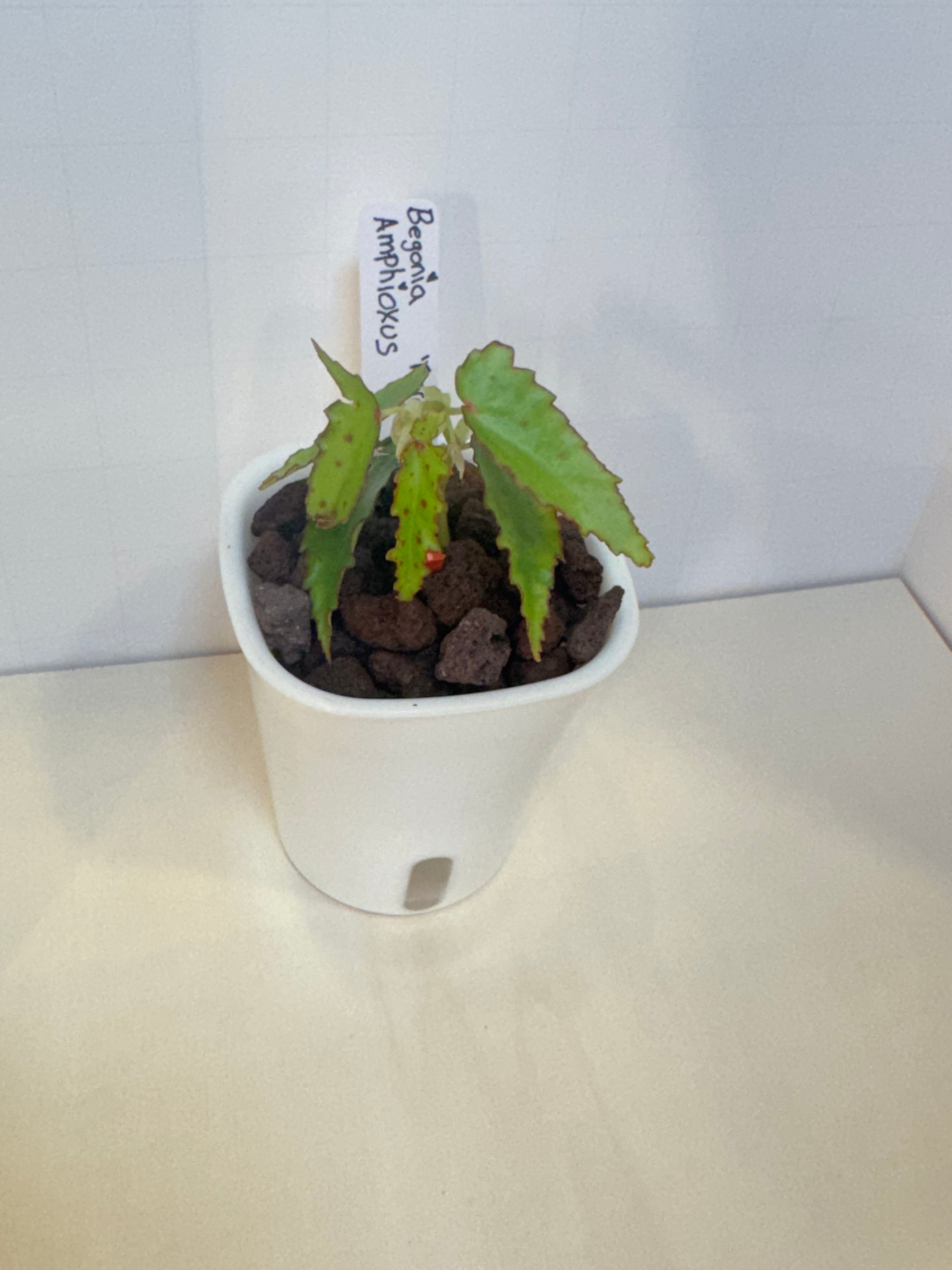 Begonia Amphioxus - 3" Self-Watering Pot