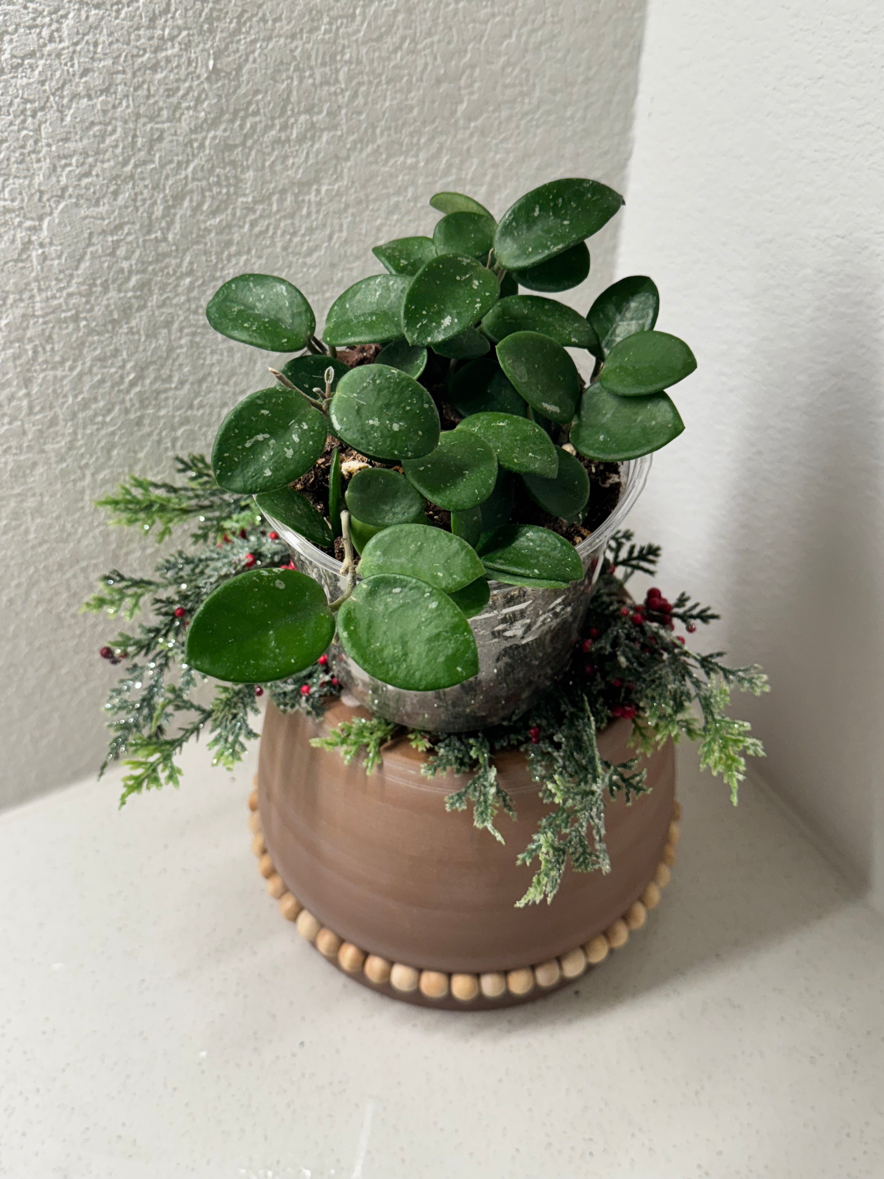 Full Hoya Matilde Splash plant showing multiple vines and growth
