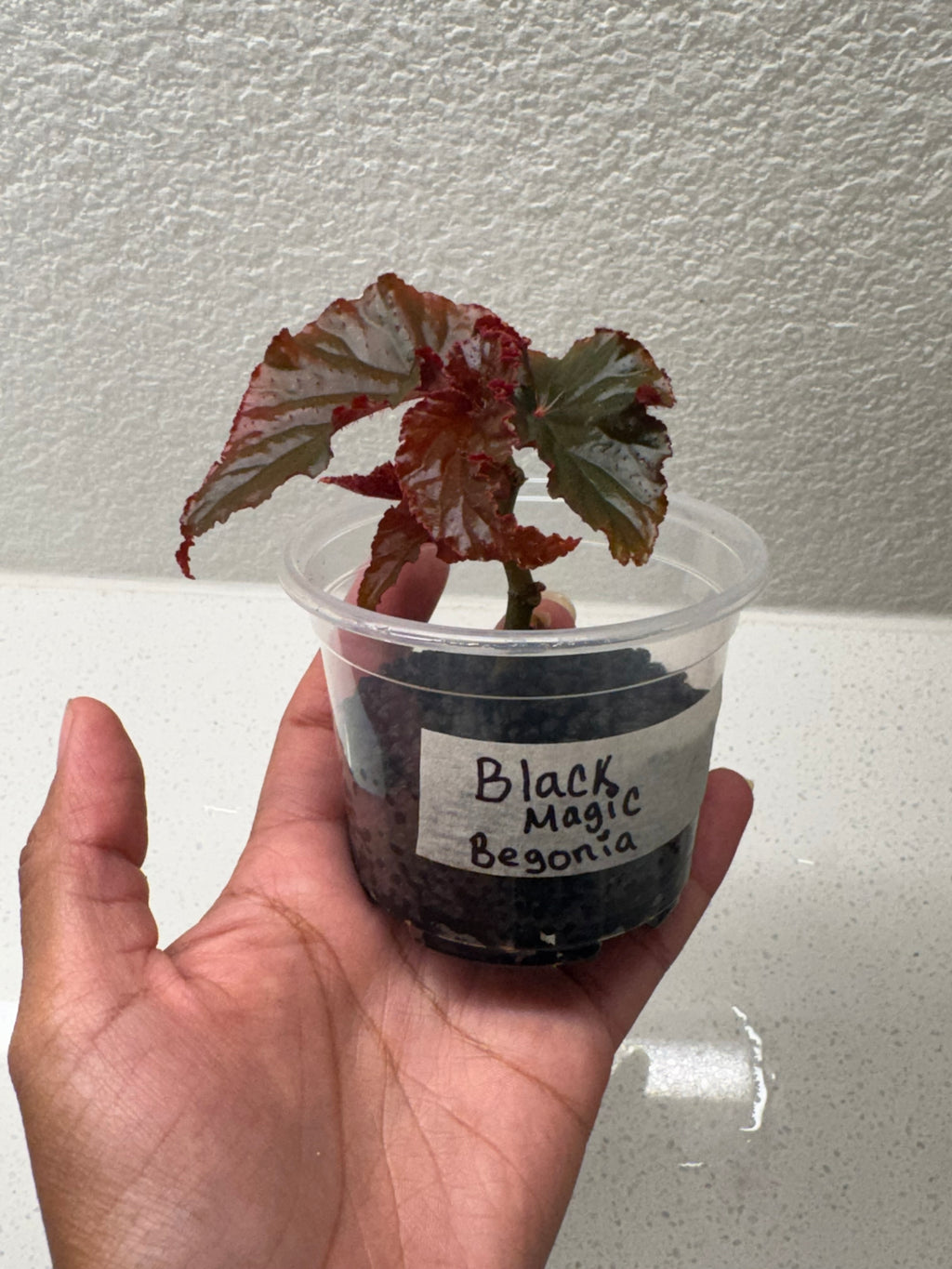 Begonia Black Magic showing distinctive leaf pattern and color
