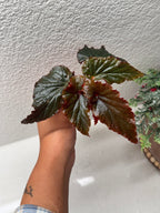 Close-up of Begonia Black Magic unique leaf coloration and texture
