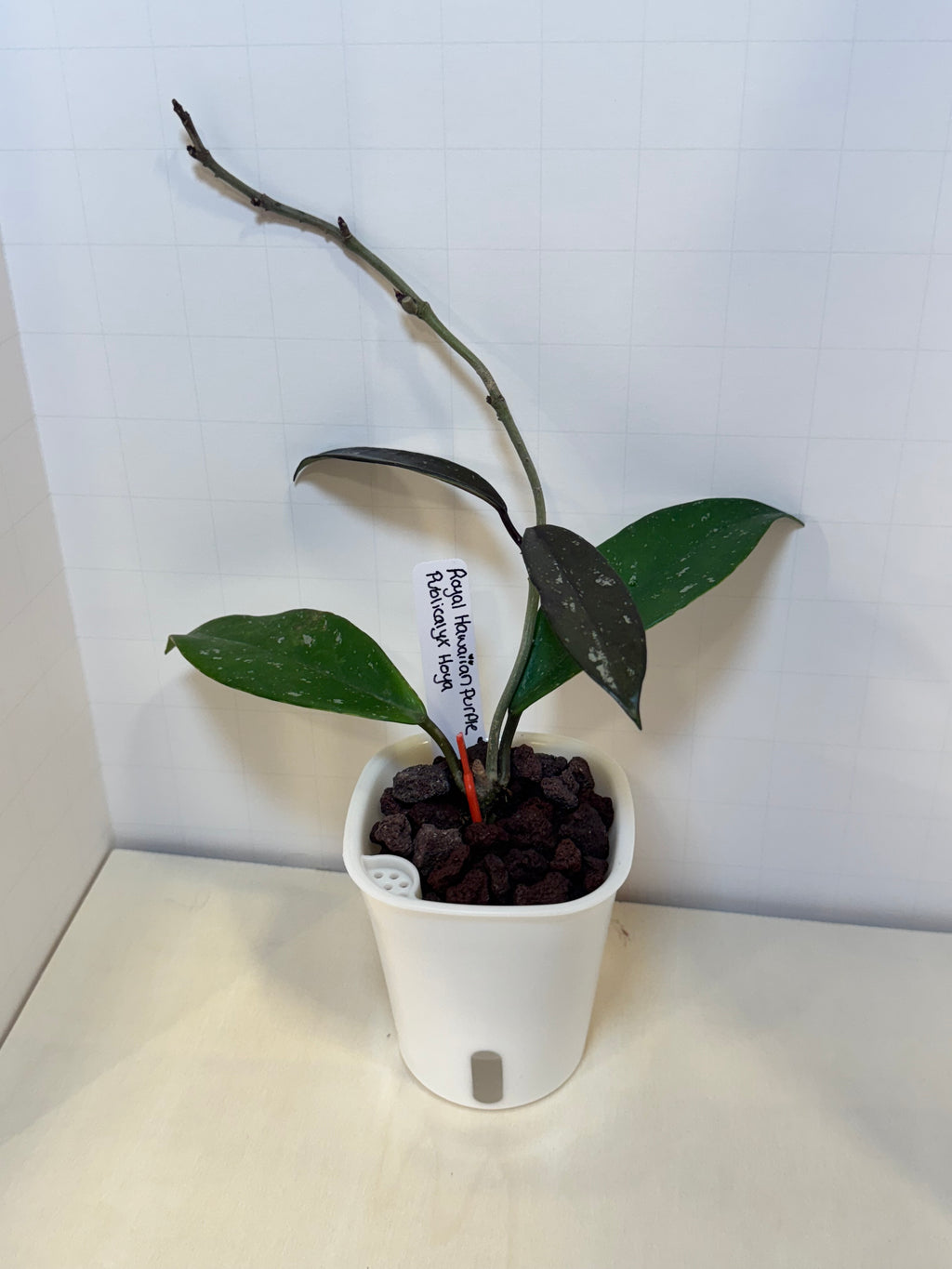 Hoya Publicalyx 'Royal Hawaiian Purple' - 3" Self-Watering Pot