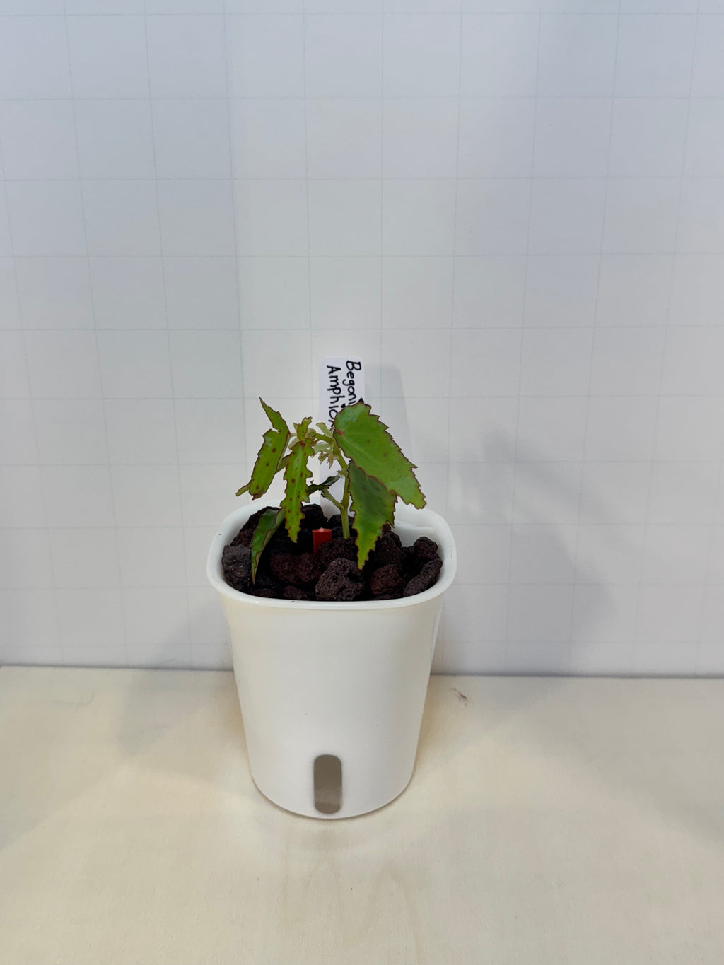 Begonia Amphioxus - 3" Self-Watering Pot