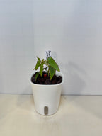 Begonia Amphioxus - 3" Self-Watering Pot