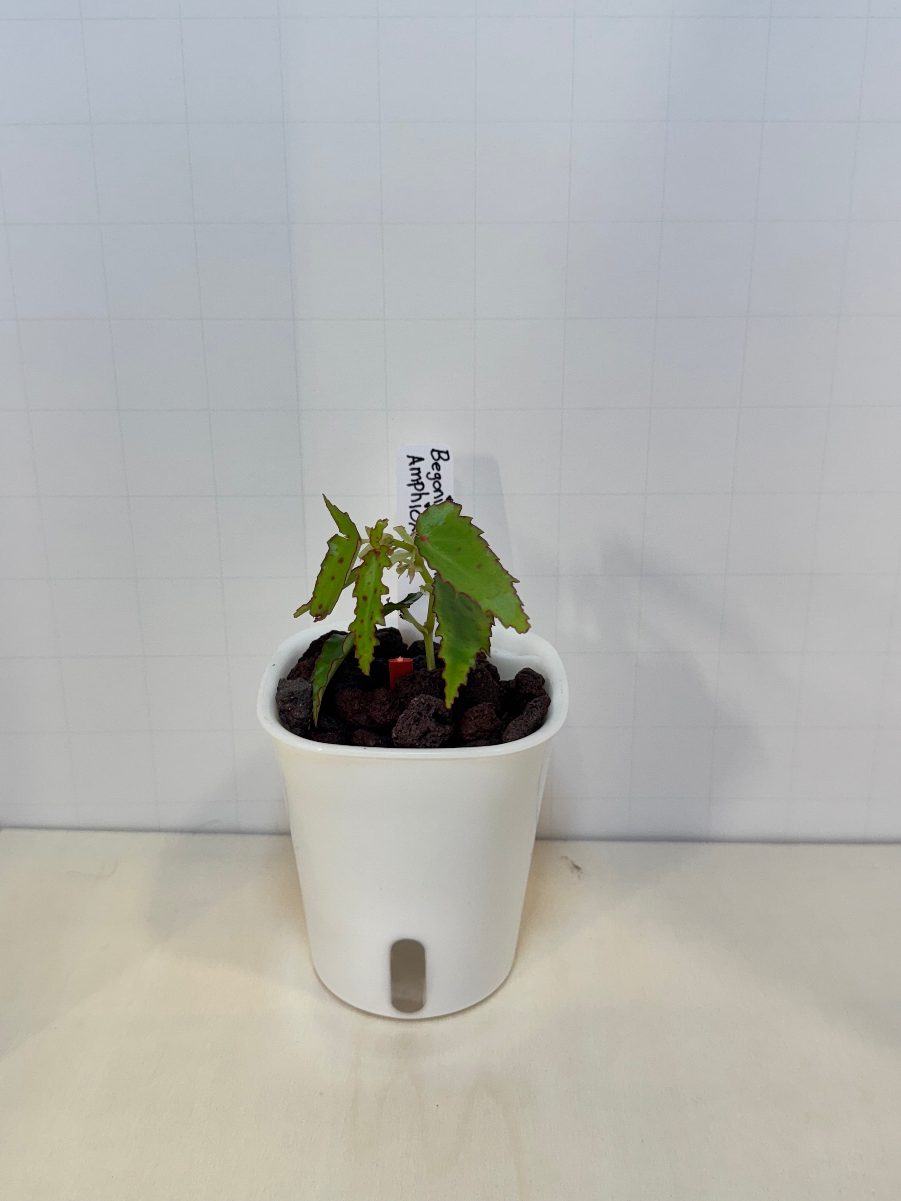 Begonia Amphioxus - 3" Self-Watering Pot