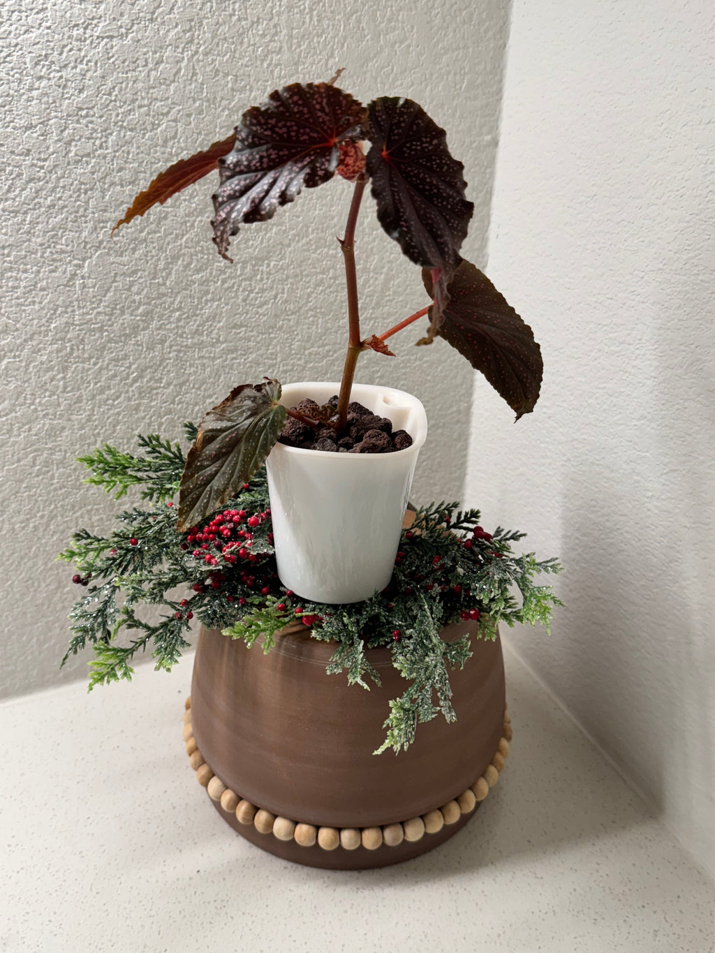 Close-up of Angel Wing Begonia distinctive spotted foliage pattern
