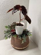 Close-up of Angel Wing Begonia distinctive spotted foliage pattern
