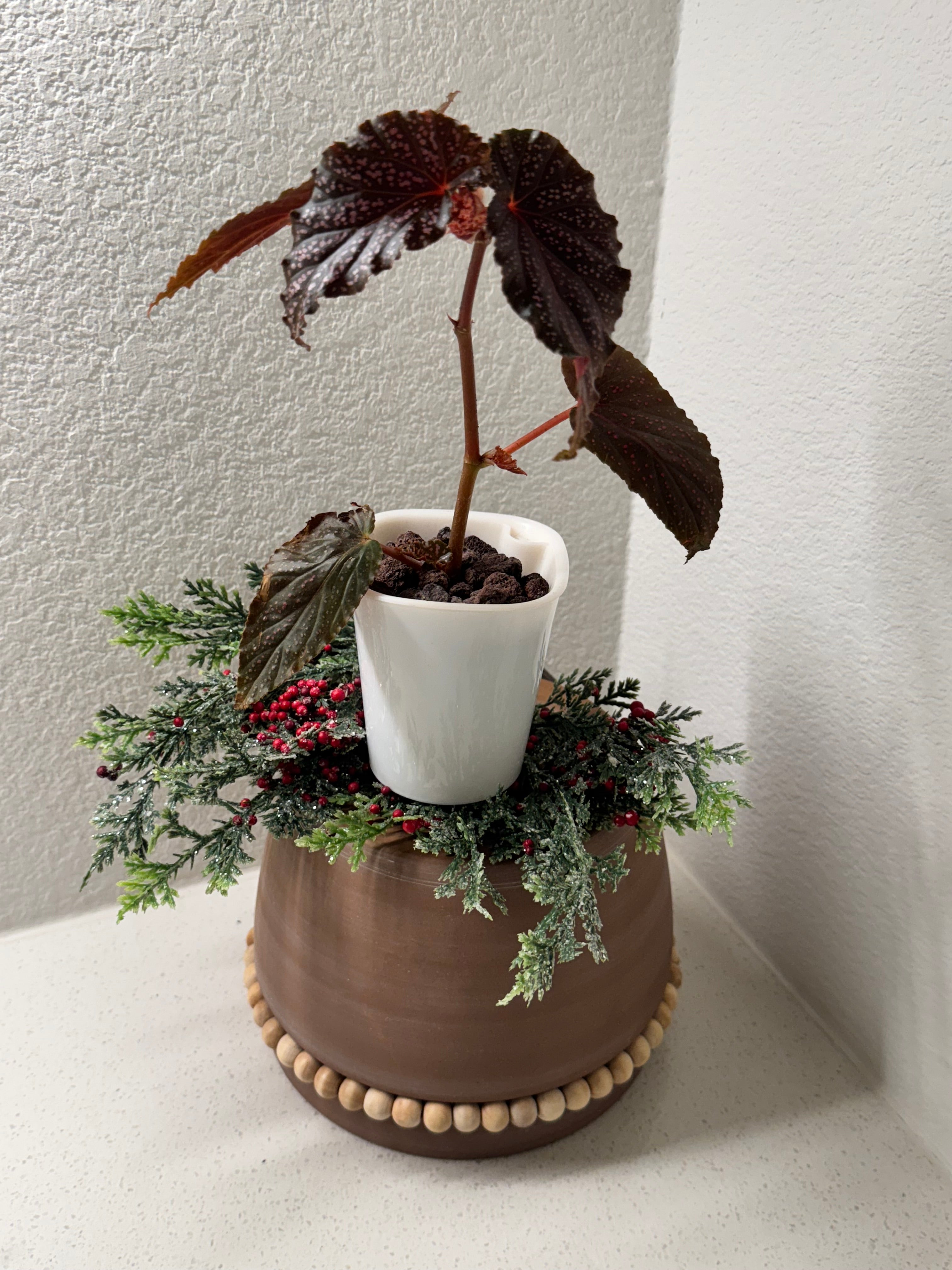 Close-up of Angel Wing Begonia distinctive spotted foliage pattern
