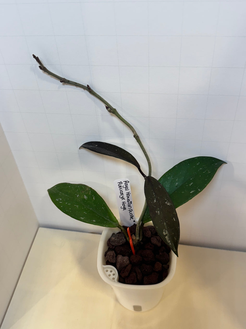 Hoya Publicalyx 'Royal Hawaiian Purple' - 3" Self-Watering Pot