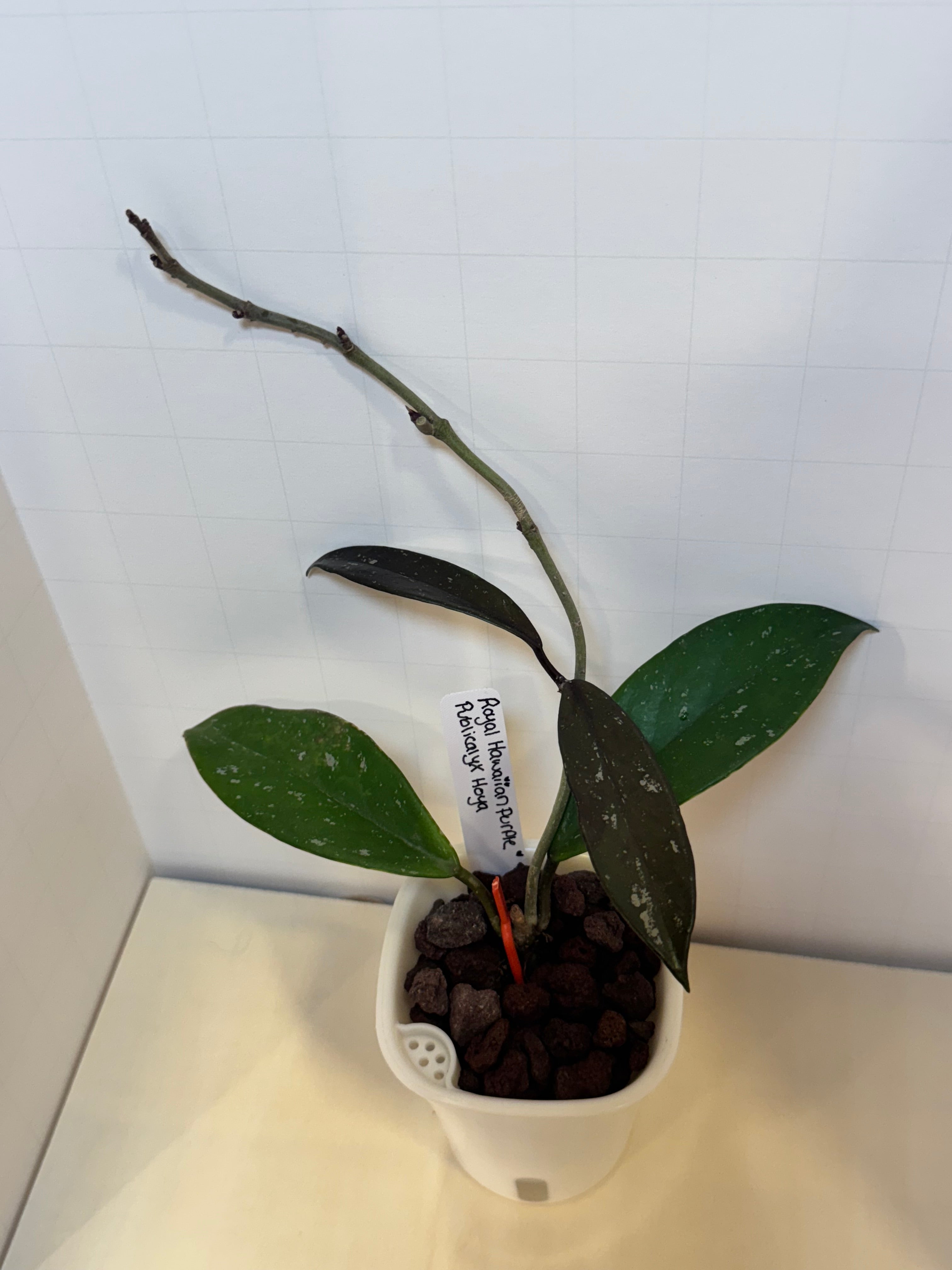 Hoya Publicalyx 'Royal Hawaiian Purple' - 3" Self-Watering Pot