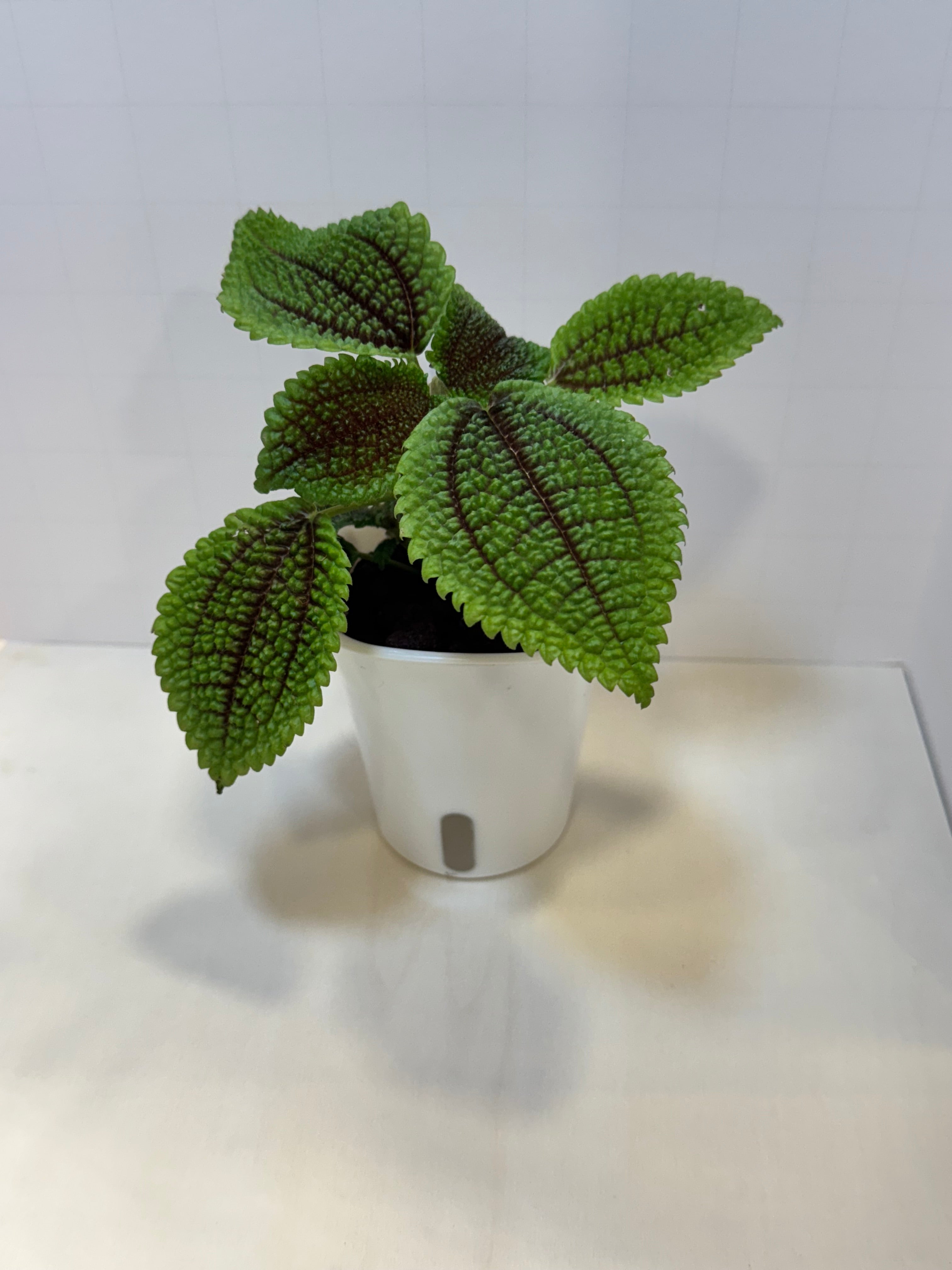 Pilea Mollis 'Moon Valley' - 3" Self-Watering Pot