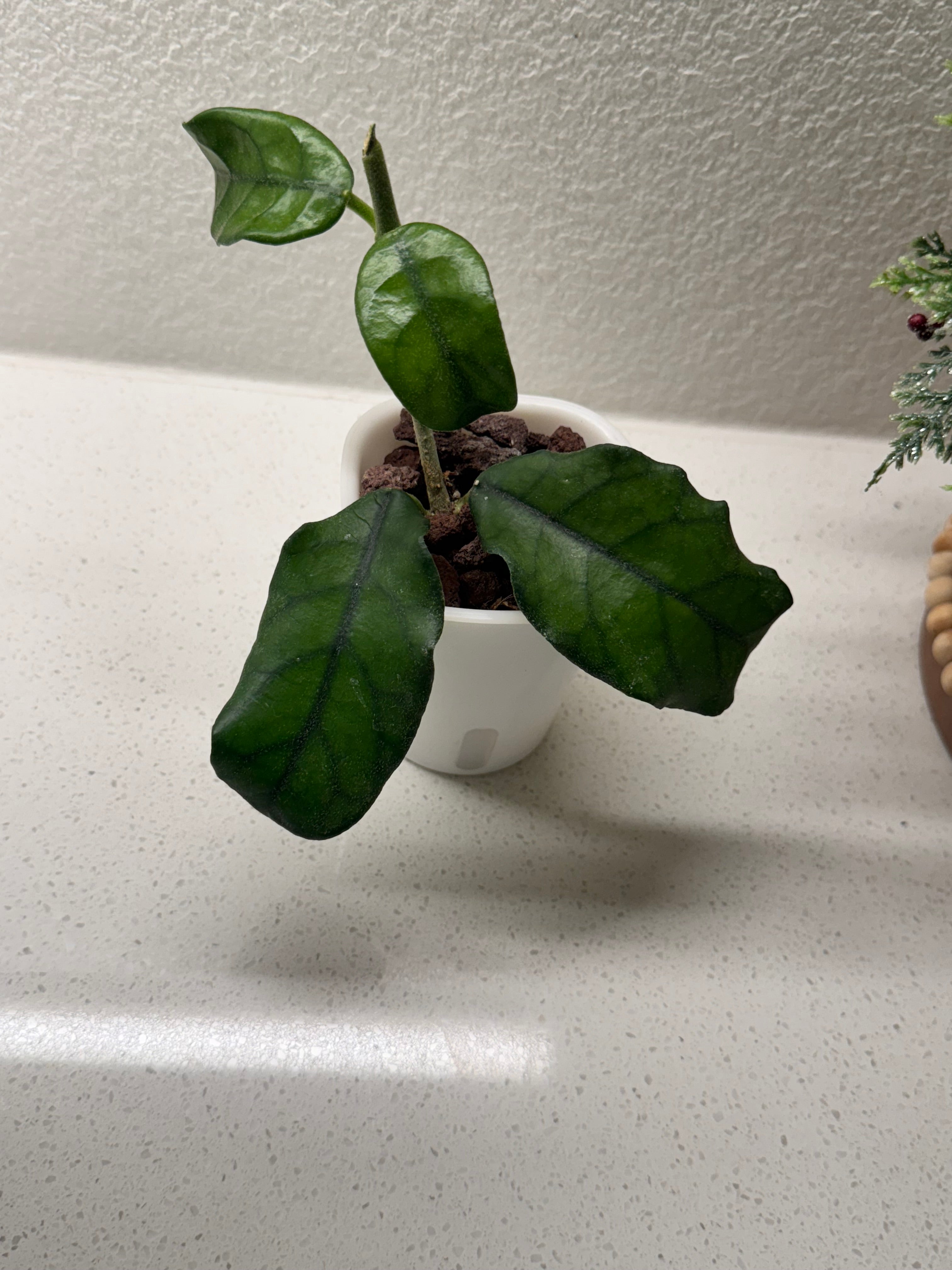 Close-up of Hoya Globulosa leaves and growth nodes
