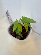 Begonia Amphioxus - 3" Self-Watering Pot