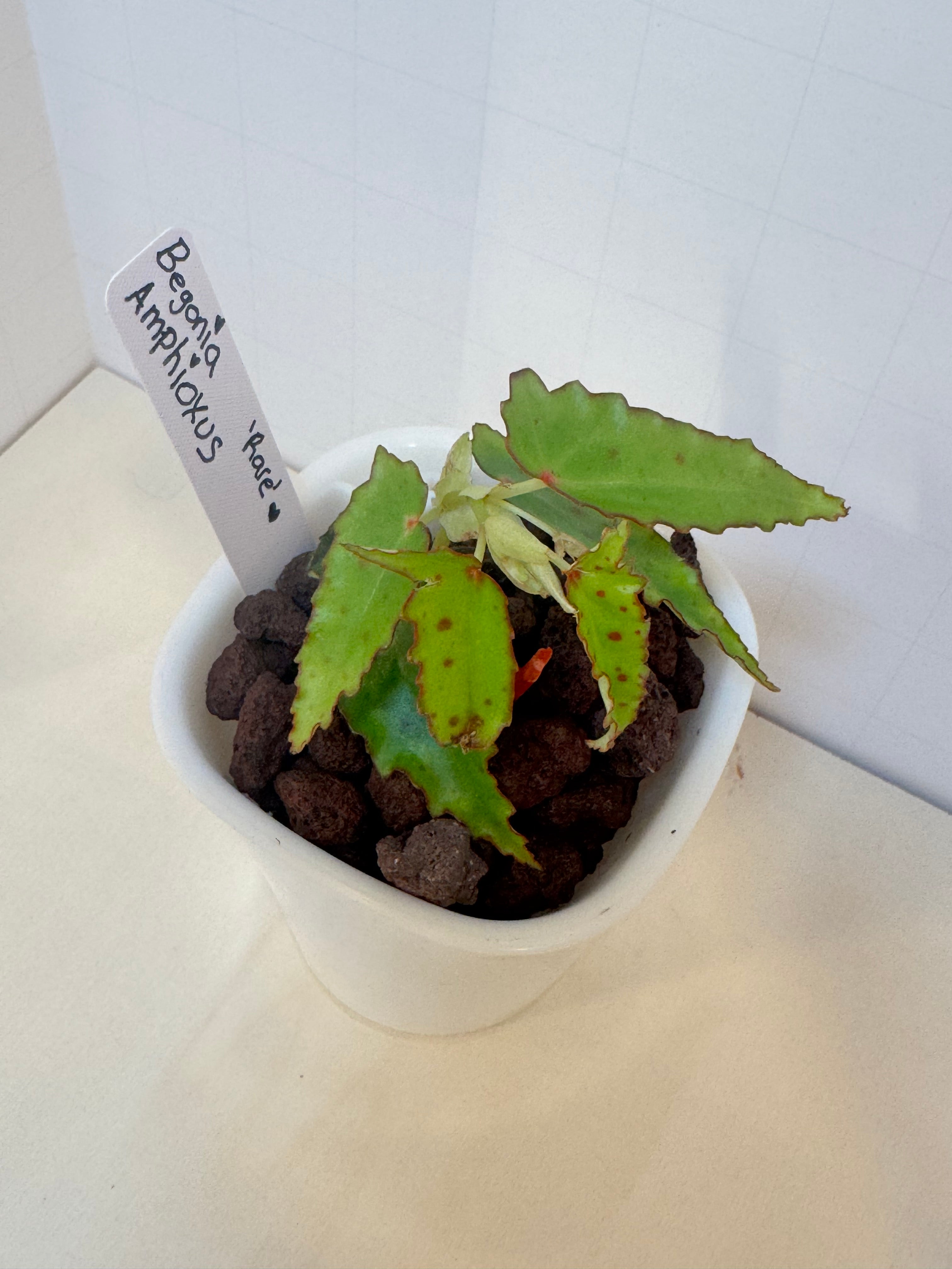 Begonia Amphioxus - 3" Self-Watering Pot