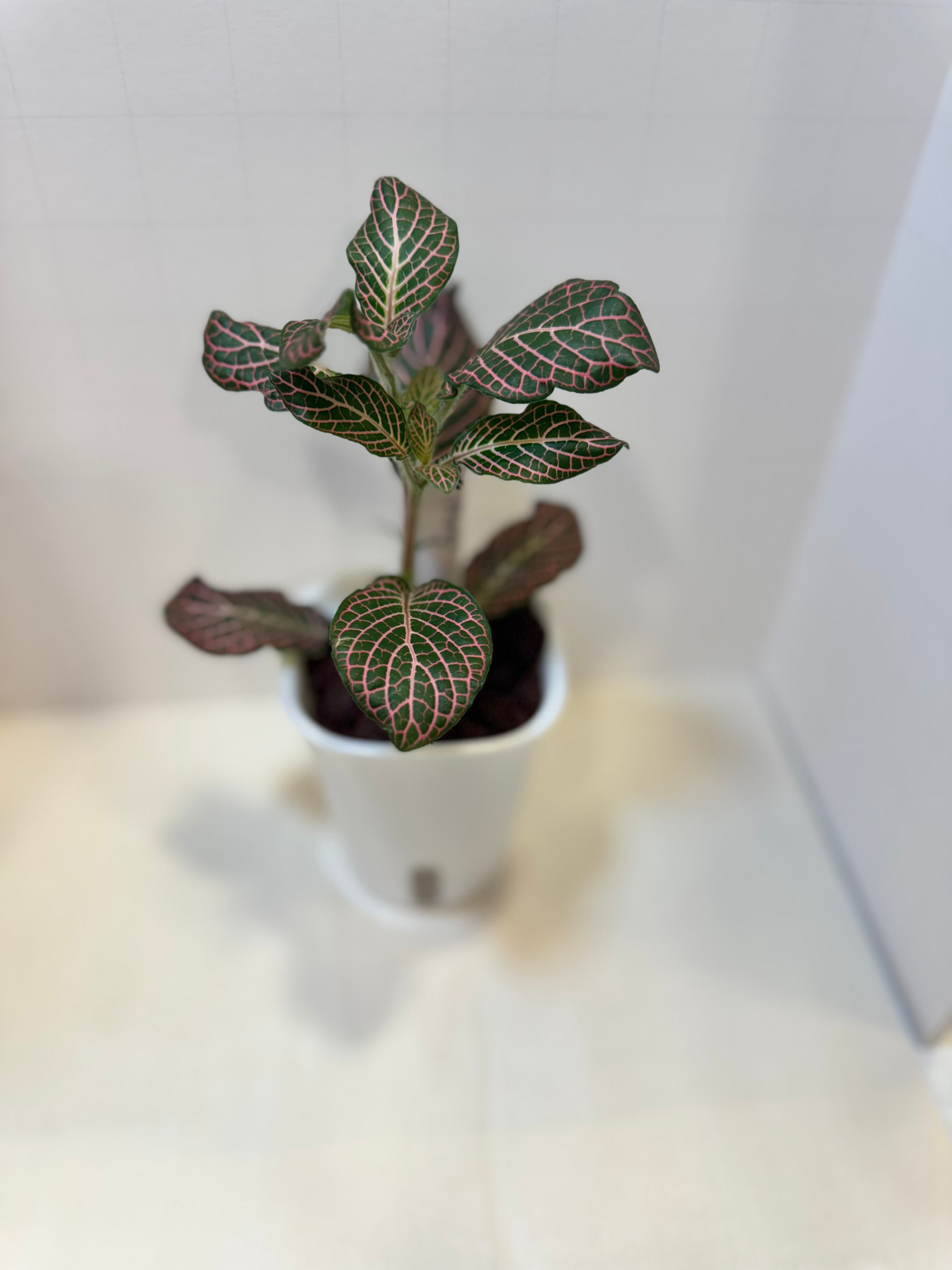 Fittonia 'Pink Nerve Plant' - 3" Self-Watering Pot