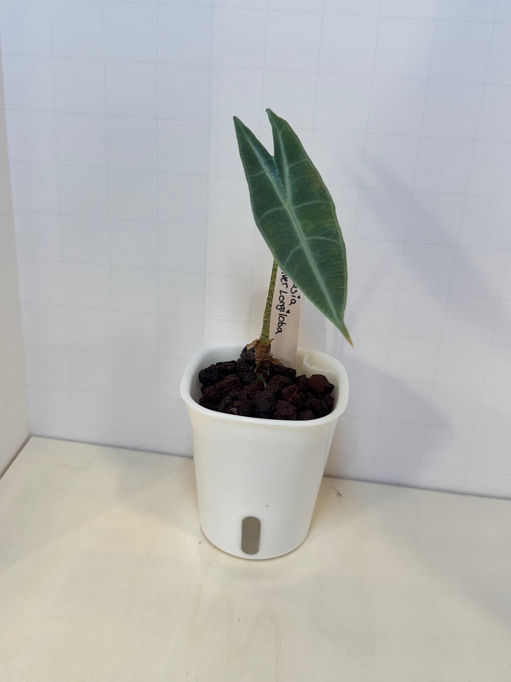 Alocasia Silver Longiloba - 3" Self-Watering Pot