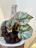 Begonia Ice Pop - 3" Self-Watering Pot