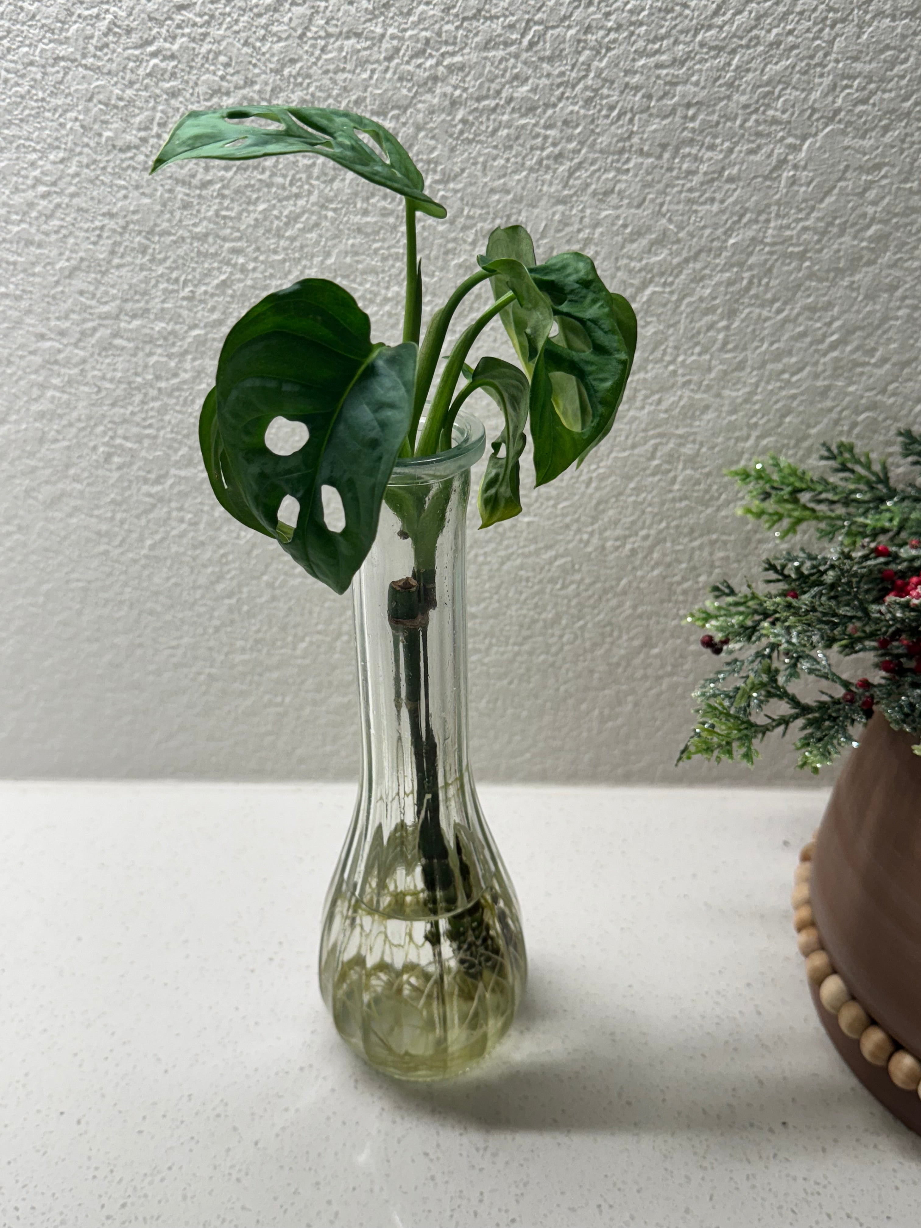 Close-up of Monstera Adansonii fenestrated leaves with natural holes
