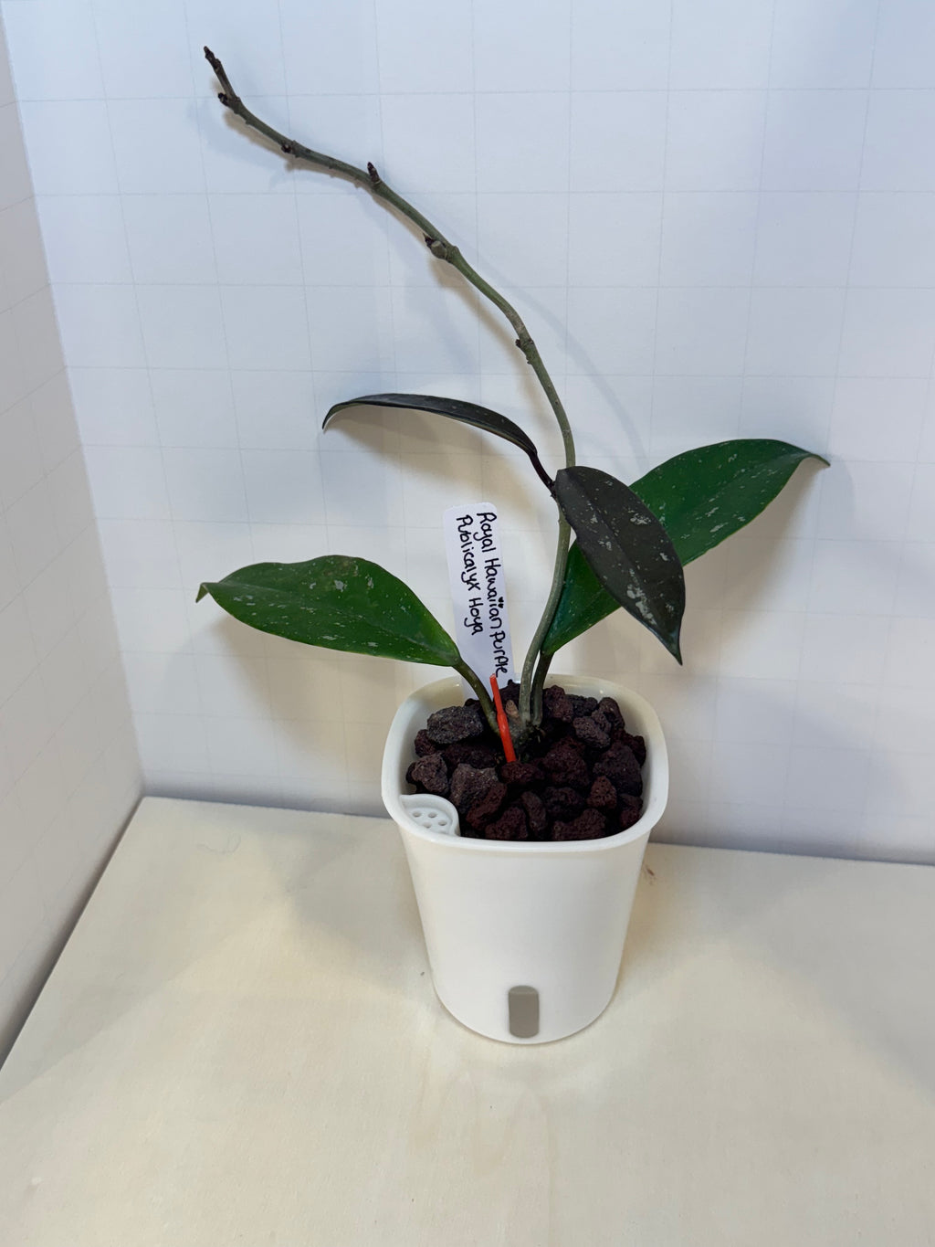 Hoya Publicalyx 'Royal Hawaiian Purple' - 3" Self-Watering Pot