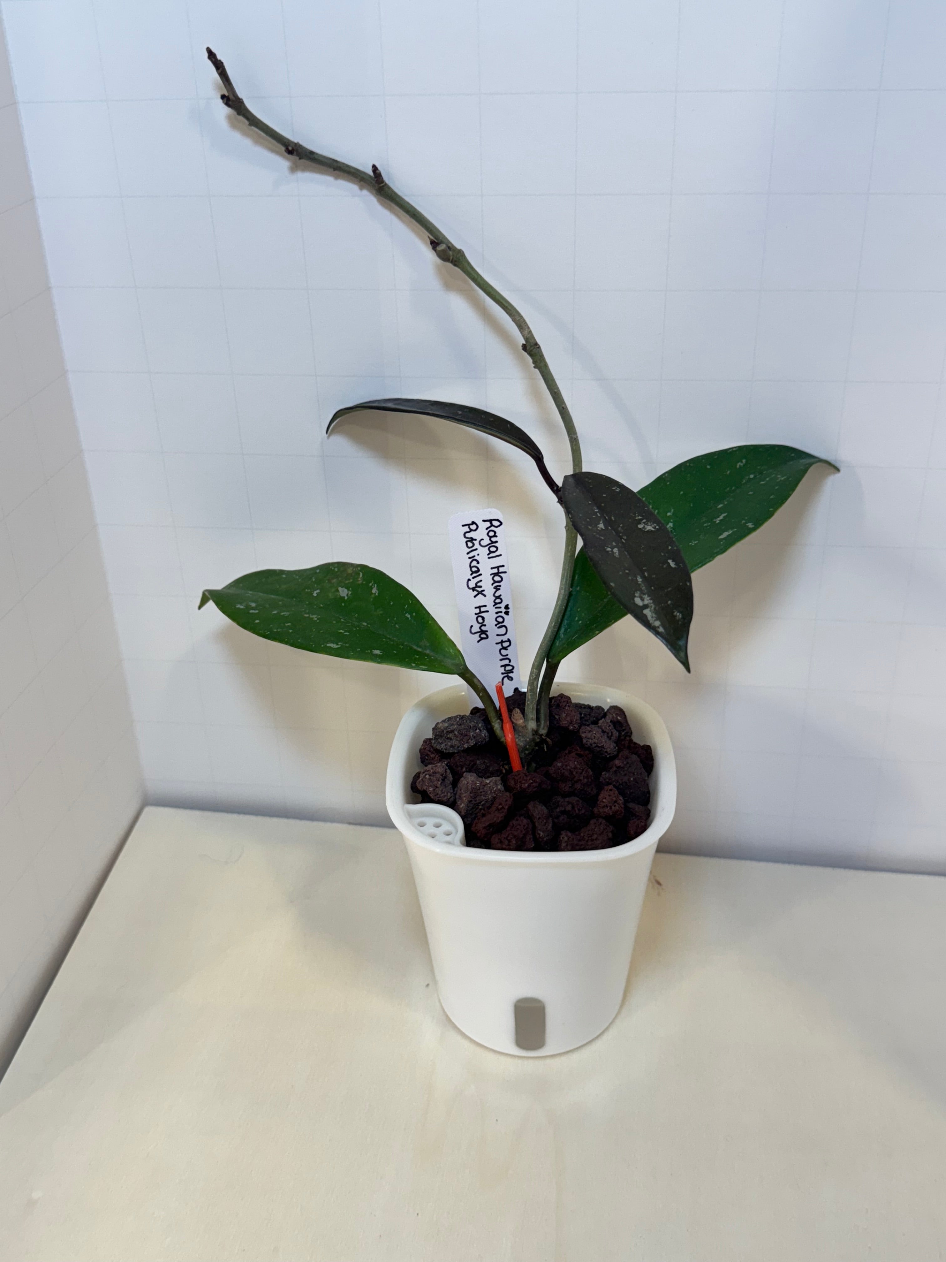 Hoya Publicalyx 'Royal Hawaiian Purple' - 3" Self-Watering Pot