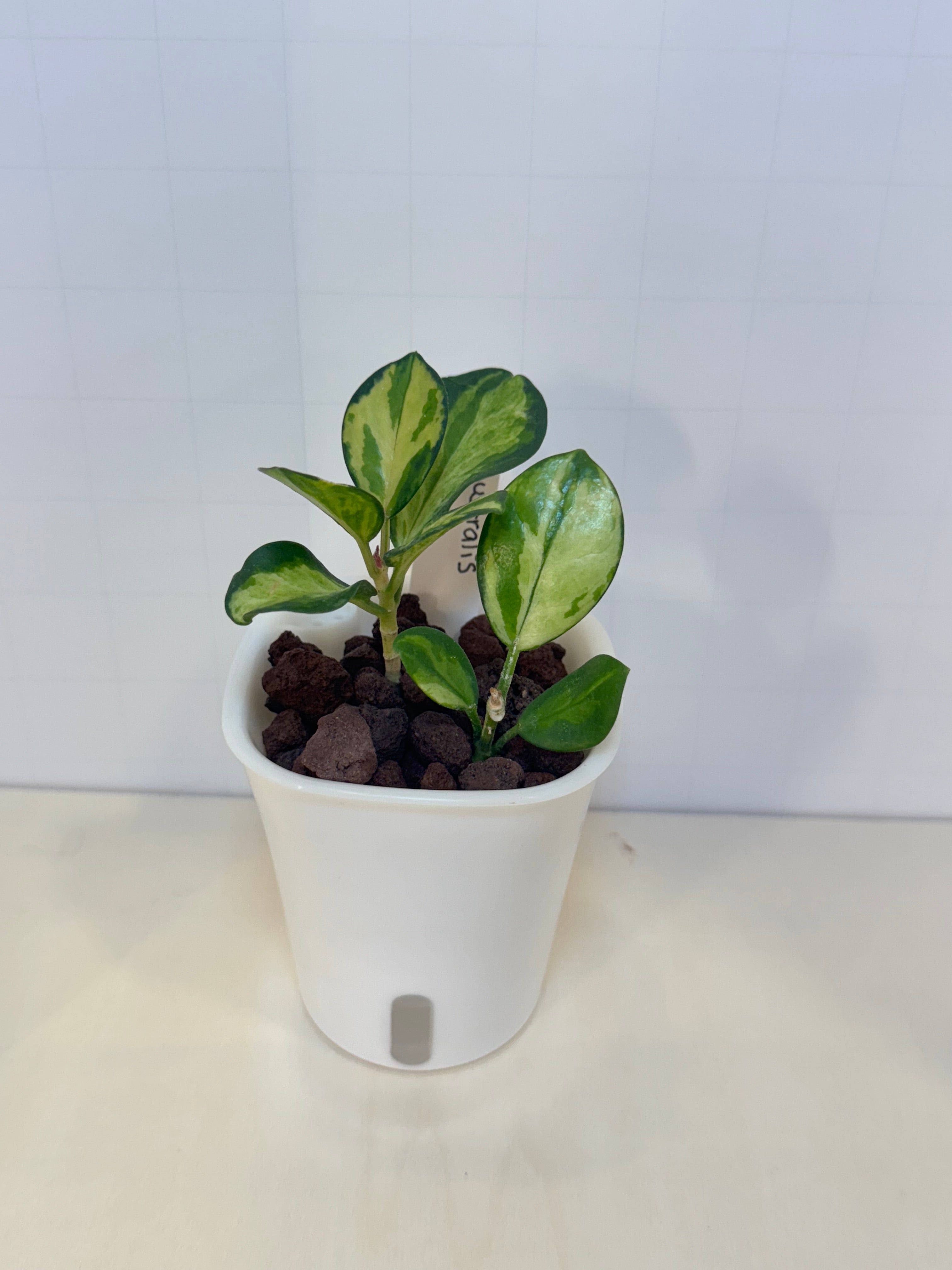 Hoya Australis 'Lisa' - 3" Self-Watering Pot