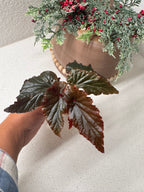 Begonia Black Magic 3 inch rooted starter plant in pot

