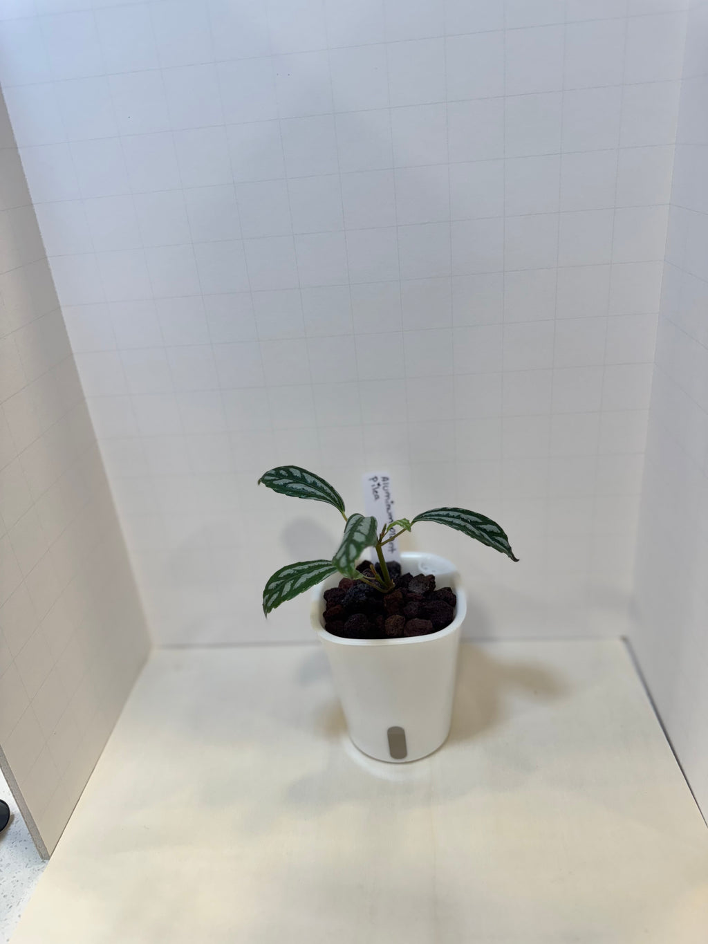 Pilea Cadierei 'Aluminum Plant' - 3" Self-Watering Pot