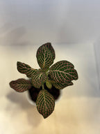 Fittonia 'Pink Nerve Plant' - 3" Self-Watering Pot