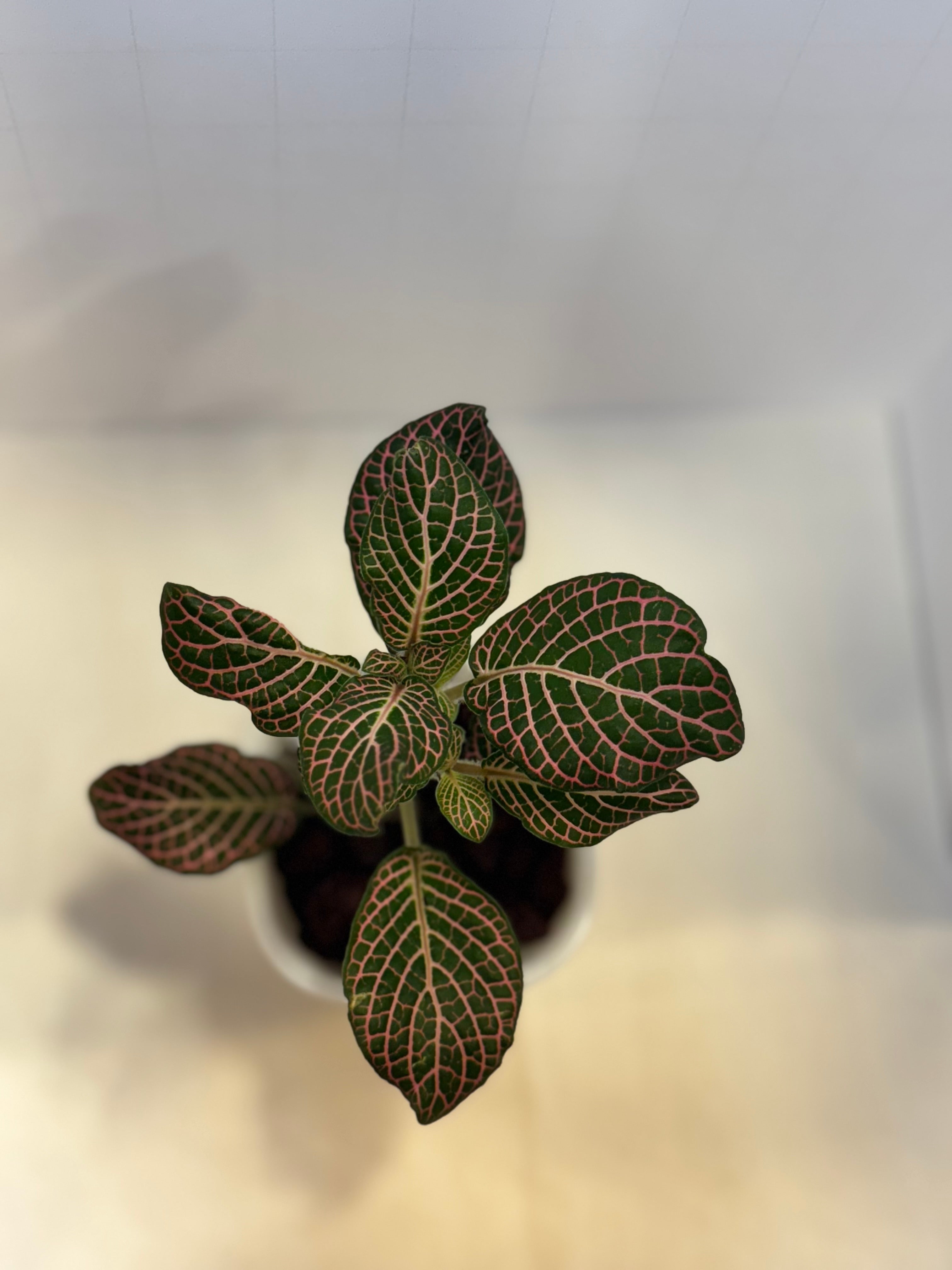 Fittonia 'Pink Nerve Plant' - 3" Self-Watering Pot