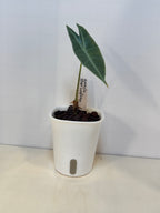 Alocasia Silver Longiloba - 3" Self-Watering Pot
