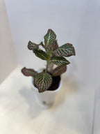 Fittonia 'Pink Nerve Plant' - 3" Self-Watering Pot