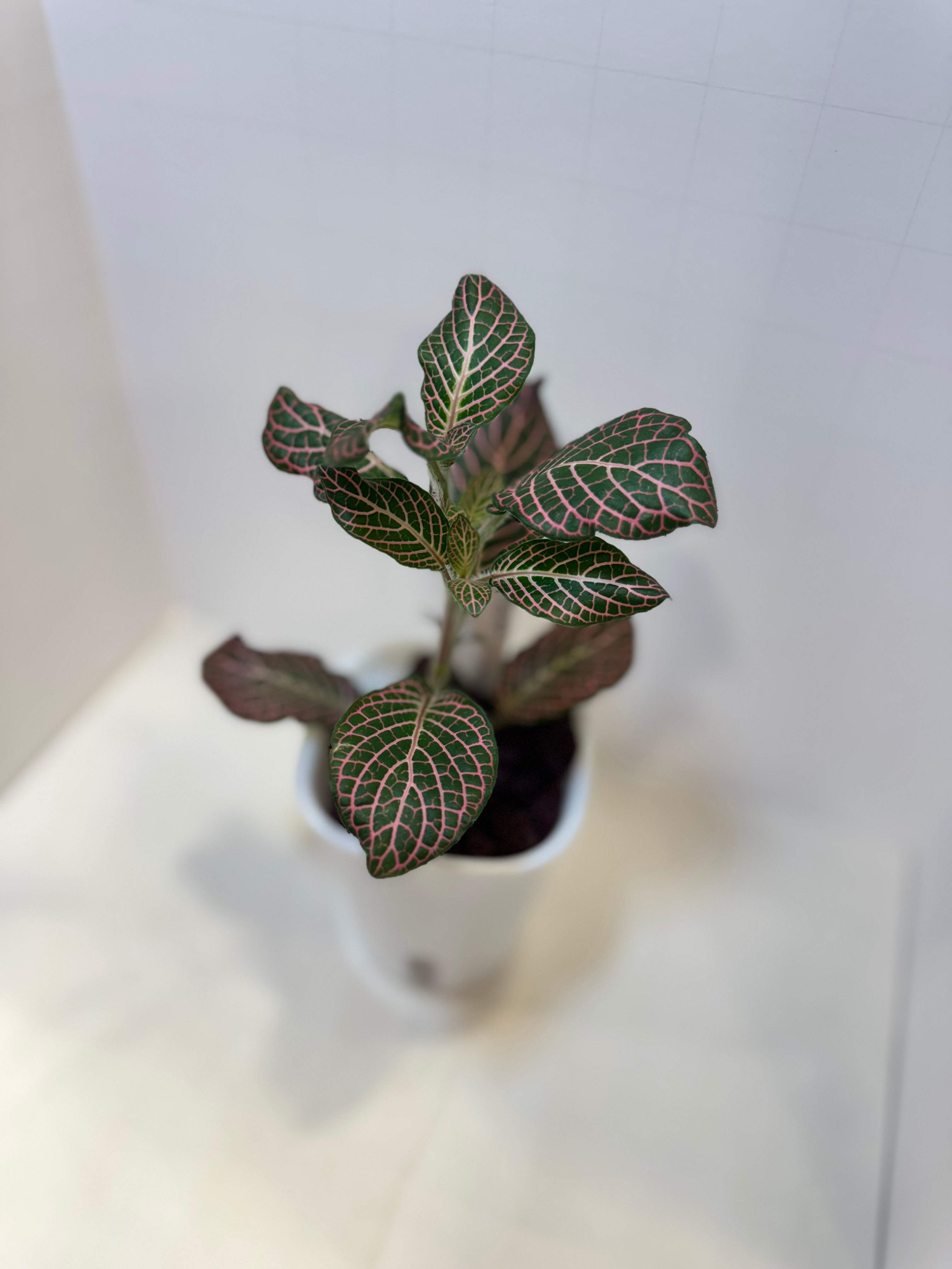 Fittonia 'Pink Nerve Plant' - 3" Self-Watering Pot