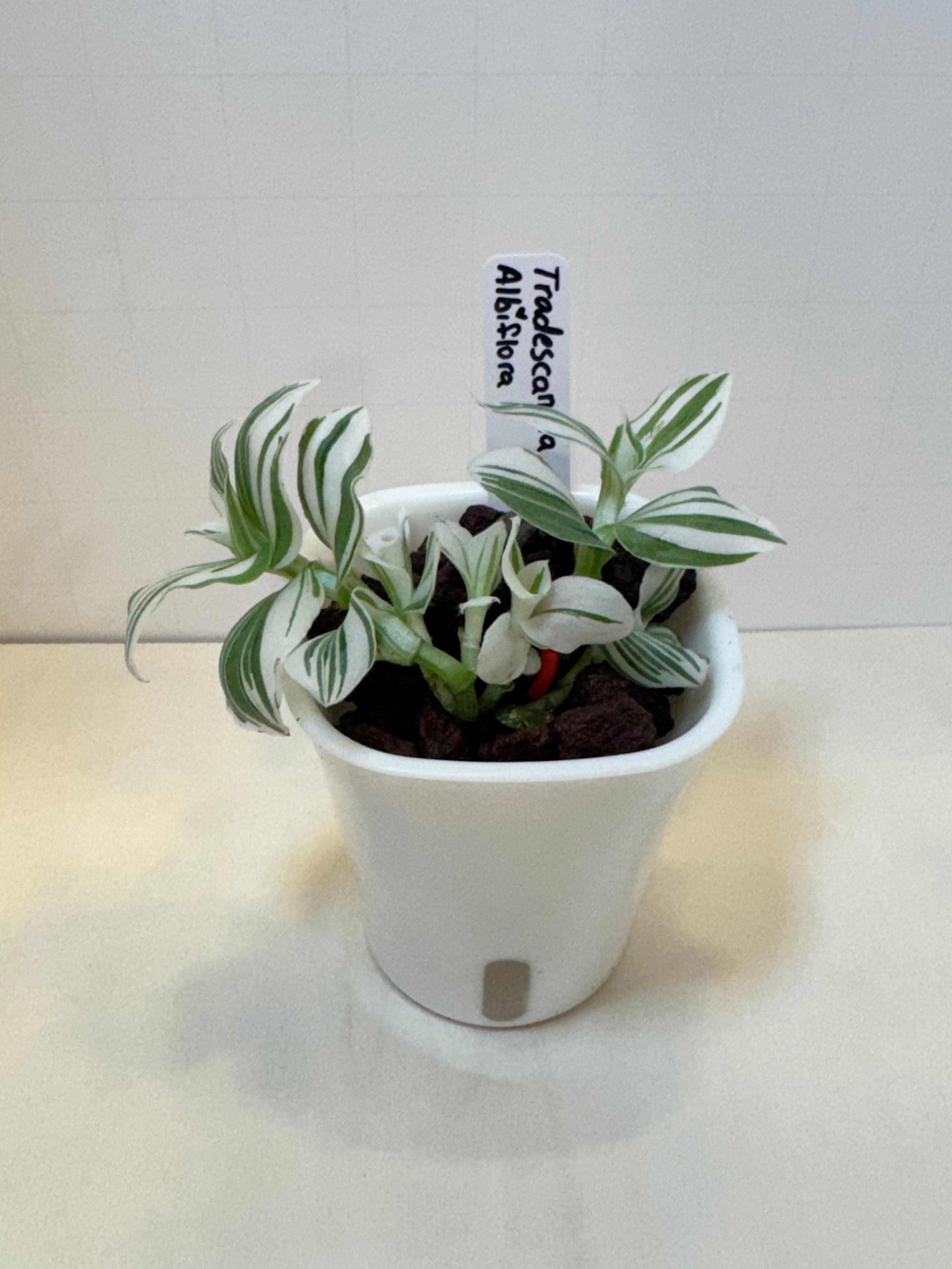 Tradescantia Albiflora - 3" Self-Watering Pot
