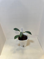 Pilea Cadierei 'Aluminum Plant' - 3" Self-Watering Pot