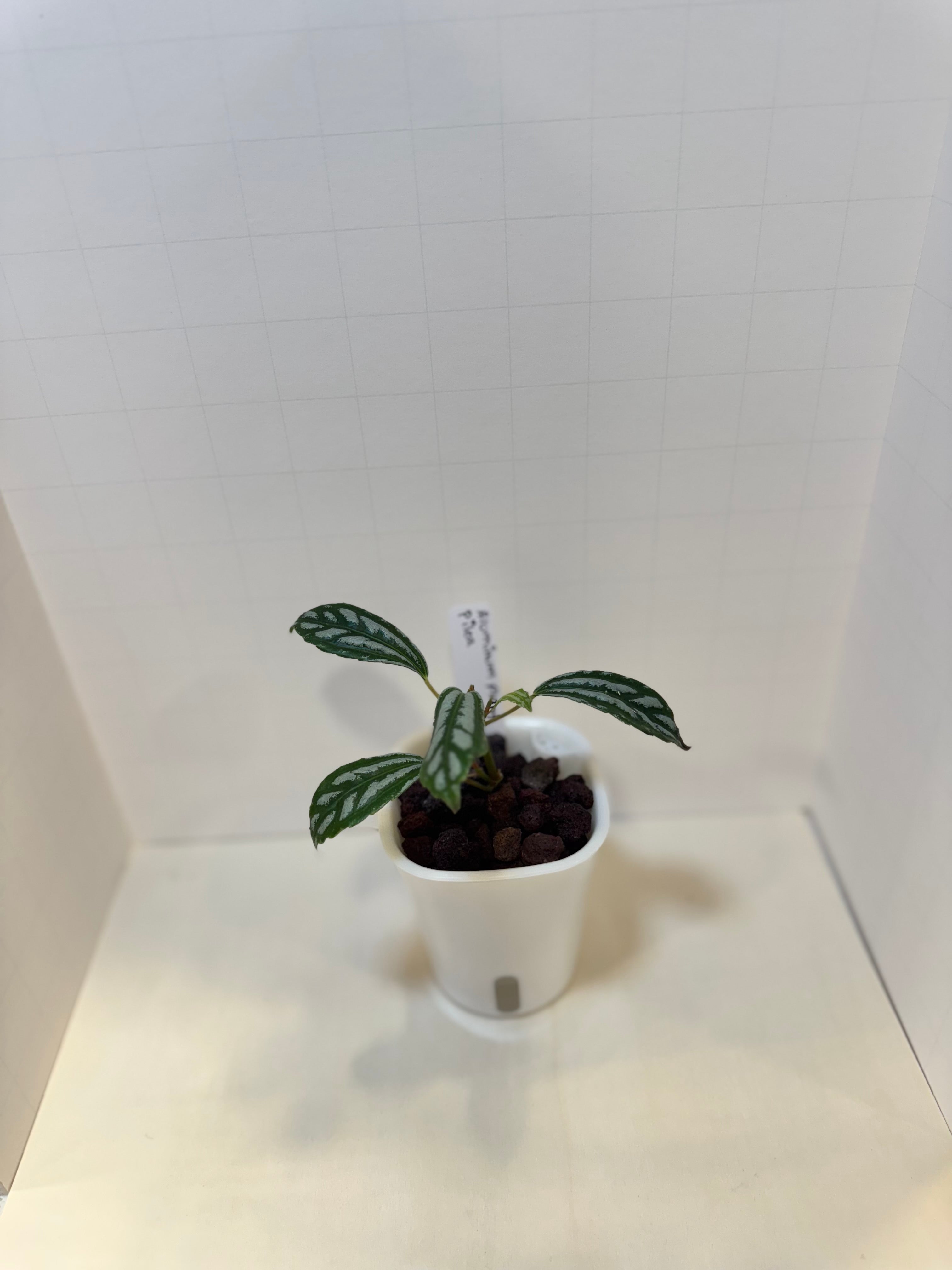 Pilea Cadierei 'Aluminum Plant' - 3" Self-Watering Pot