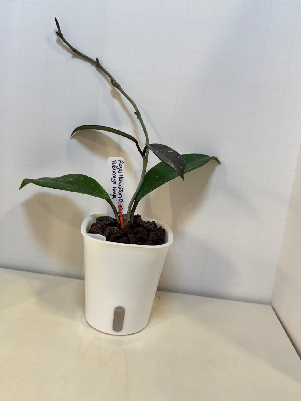 Hoya Publicalyx 'Royal Hawaiian Purple' - 3" Self-Watering Pot