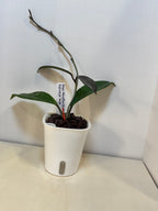 Hoya Publicalyx 'Royal Hawaiian Purple' - 3" Self-Watering Pot