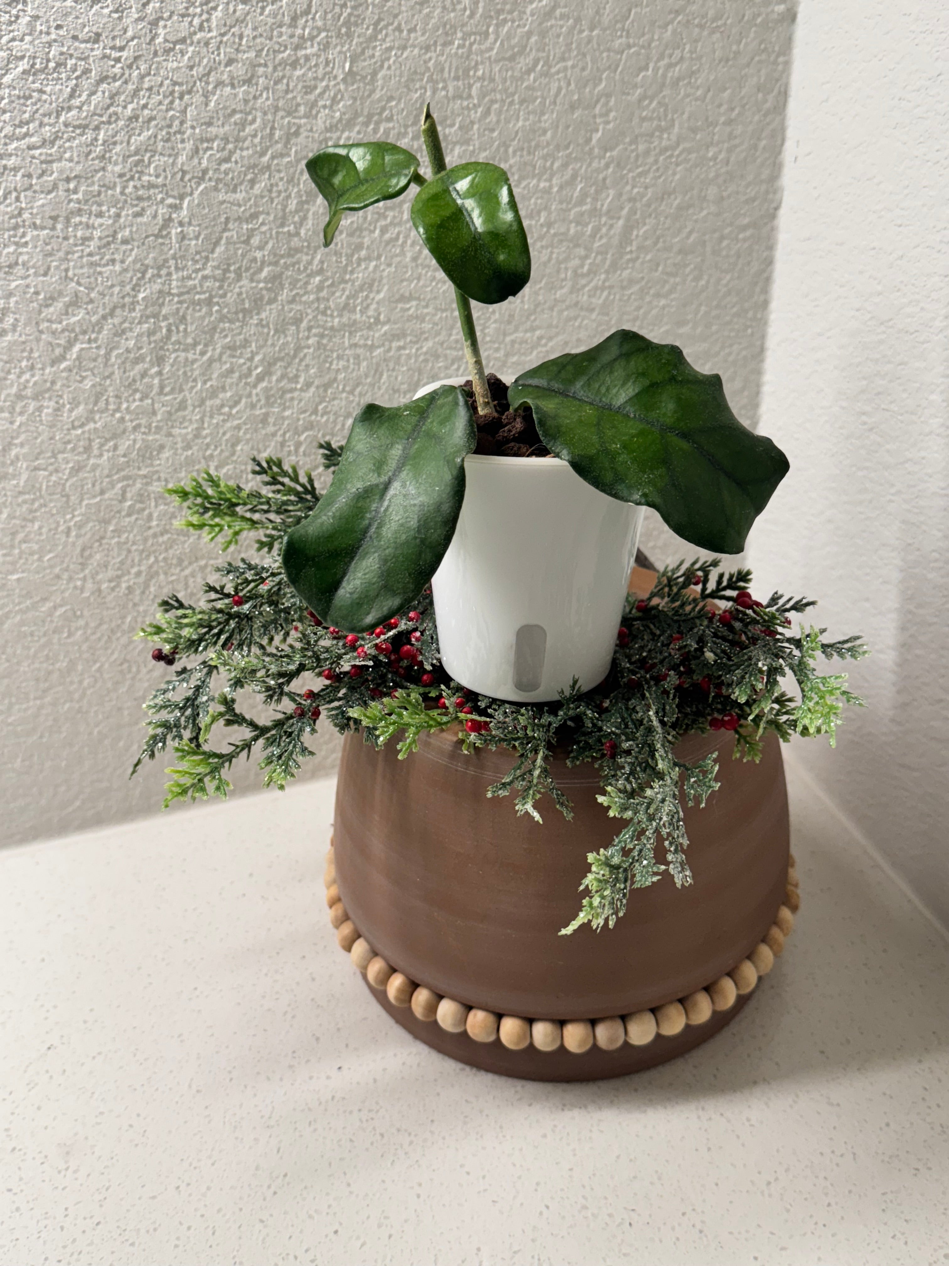 Hoya Globulosa semi-hydro setup showing lava rock growing medium
