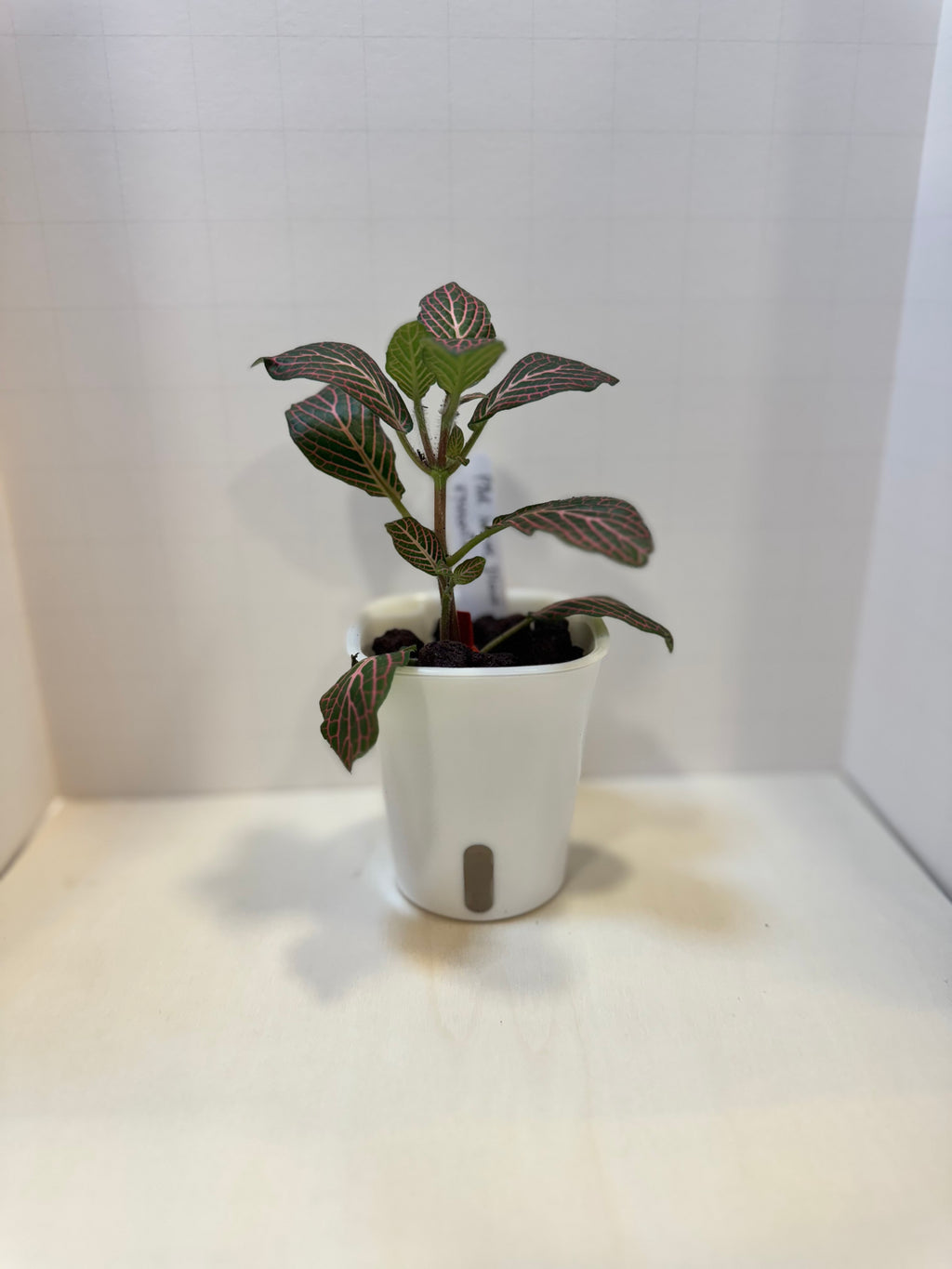 Fittonia 'Pink Nerve Plant' - 3" Self-Watering Pot