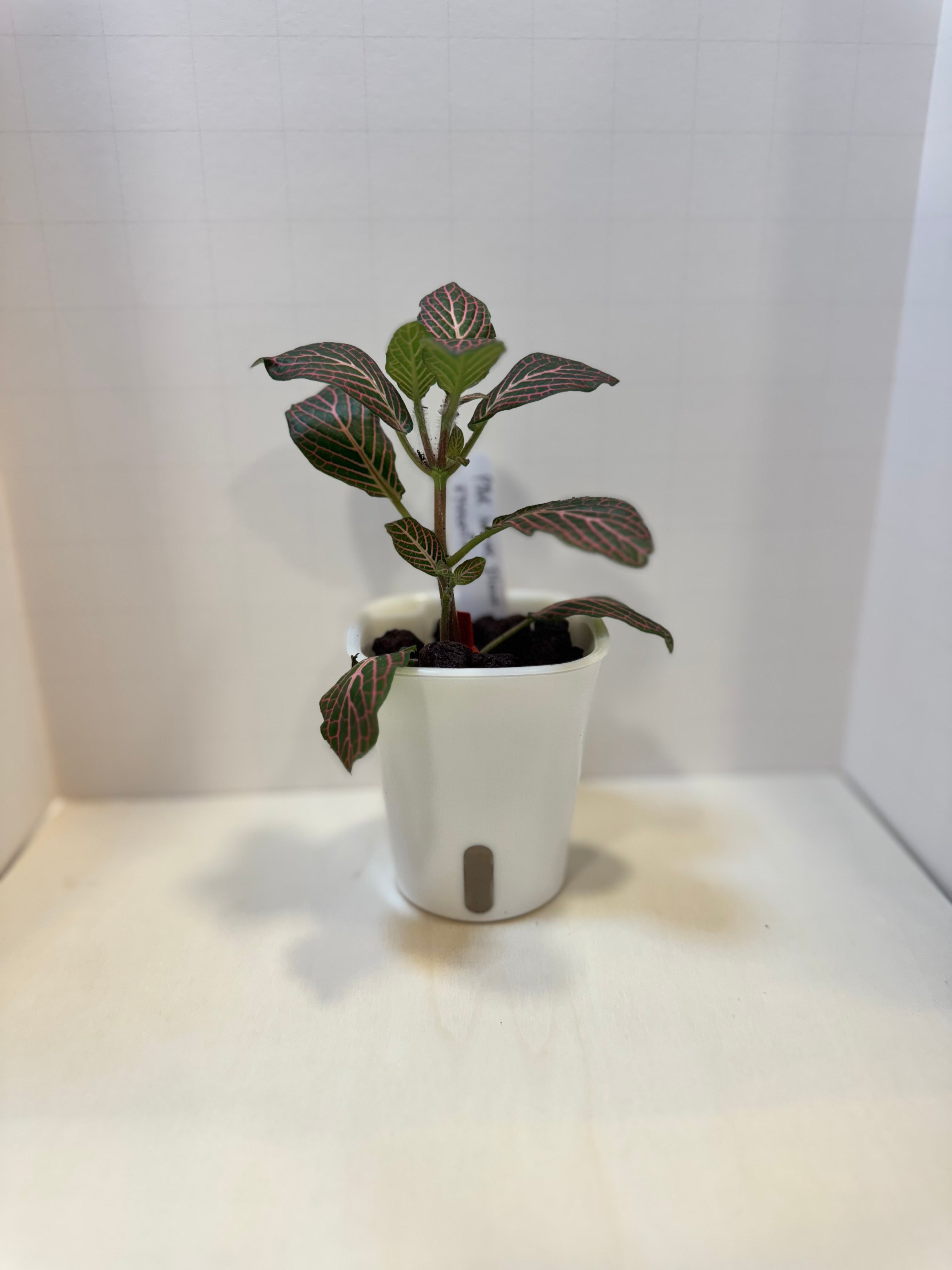 Fittonia 'Pink Nerve Plant' - 3" Self-Watering Pot