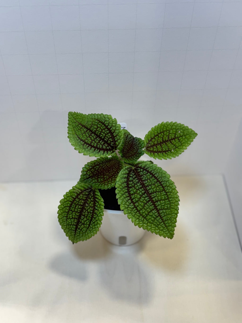 Pilea Mollis 'Moon Valley' - 3" Self-Watering Pot